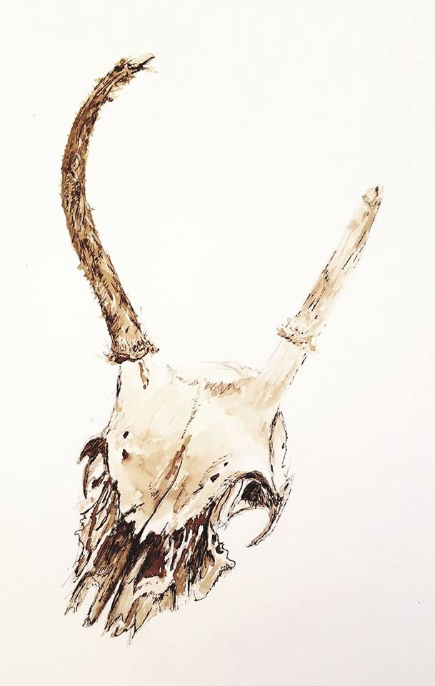 Deer skull; black walnut ink; 2017