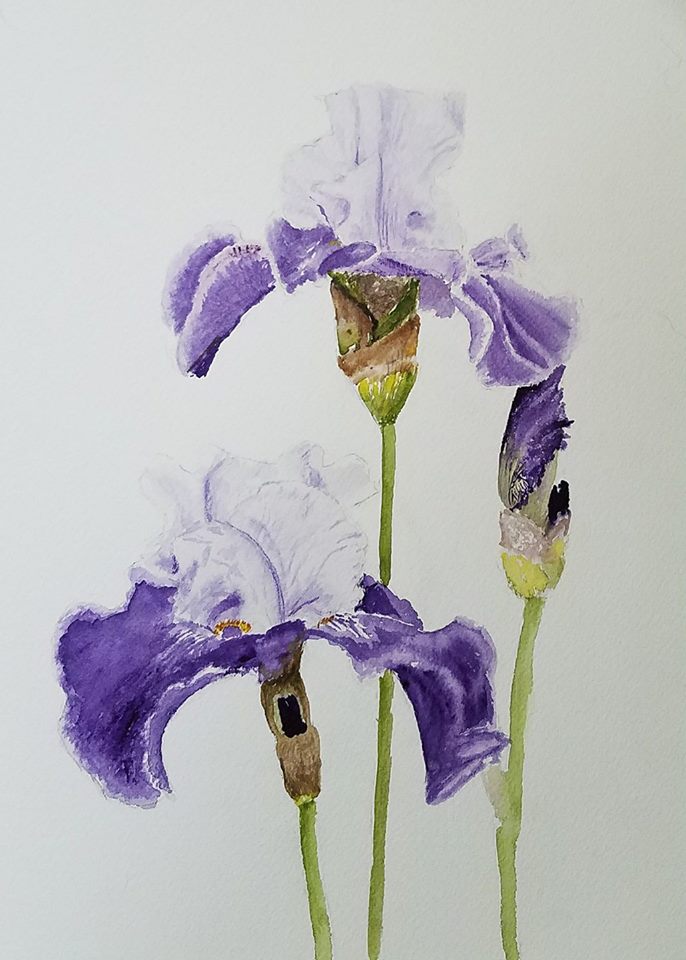 Bearded Iris; watercolor; 2017