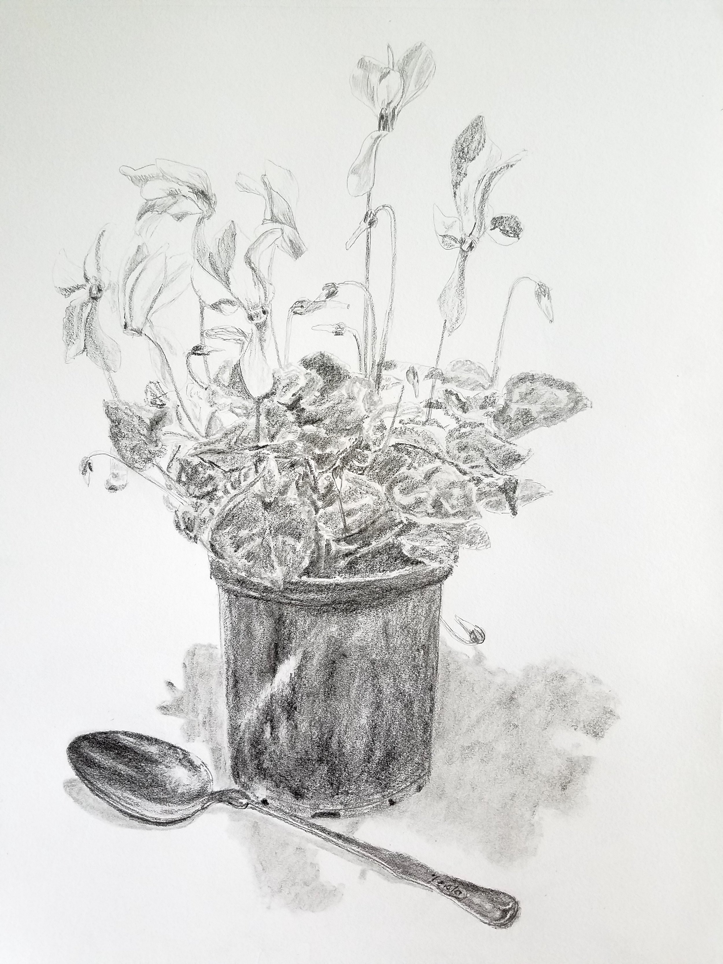 Cyclamen and Silver Spoon; graphite; 2017
