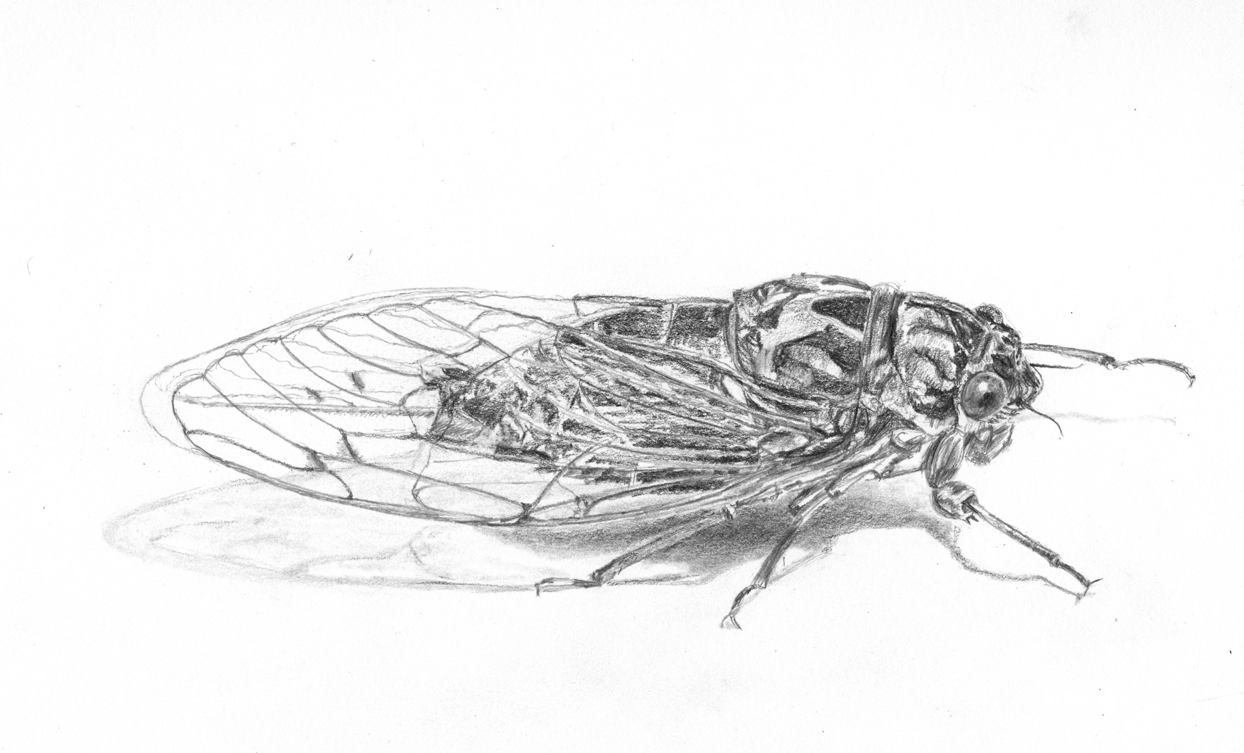 Scissor-grinder Cicada; graphite; 2017