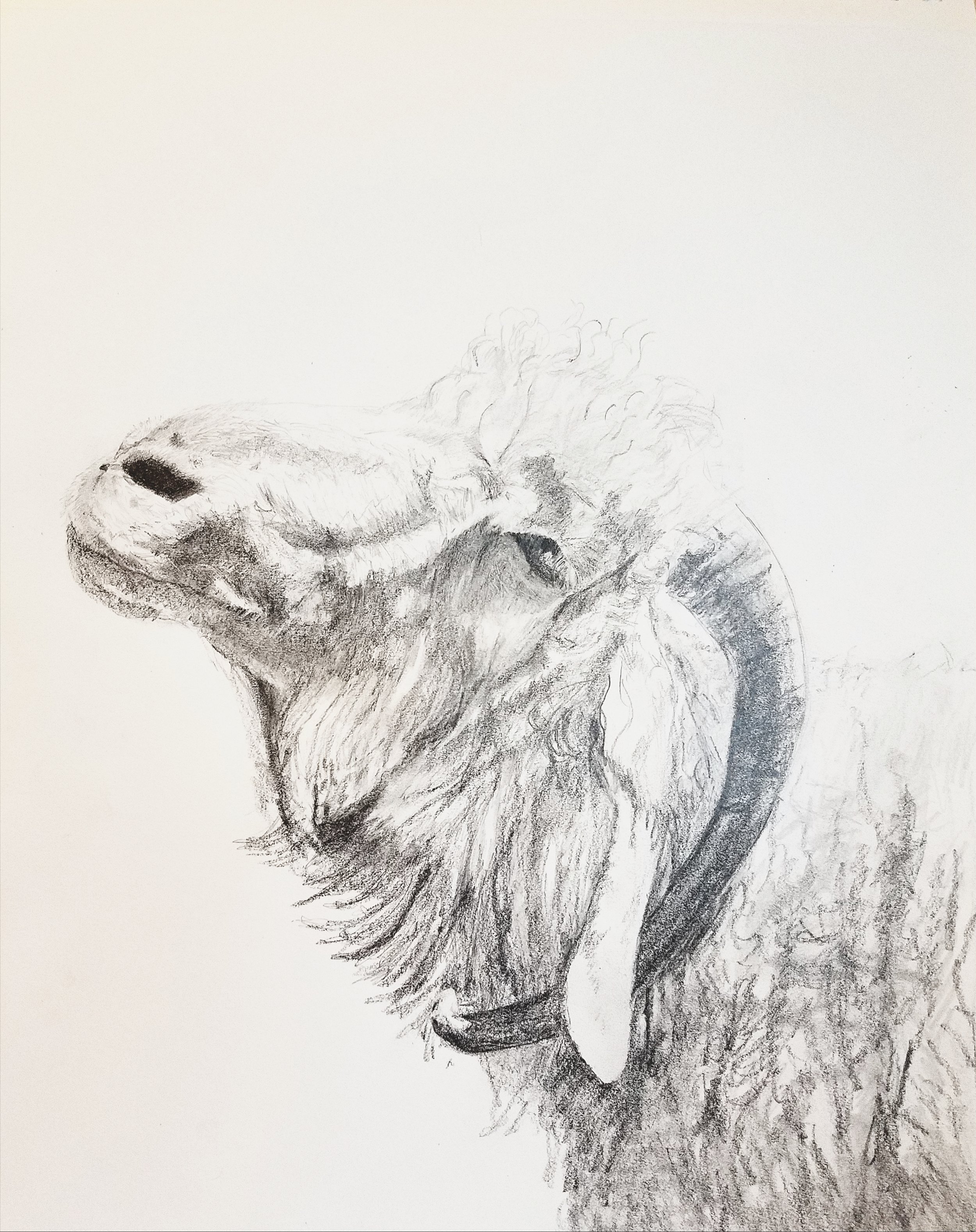 Old Angora goat; graphite; 2017