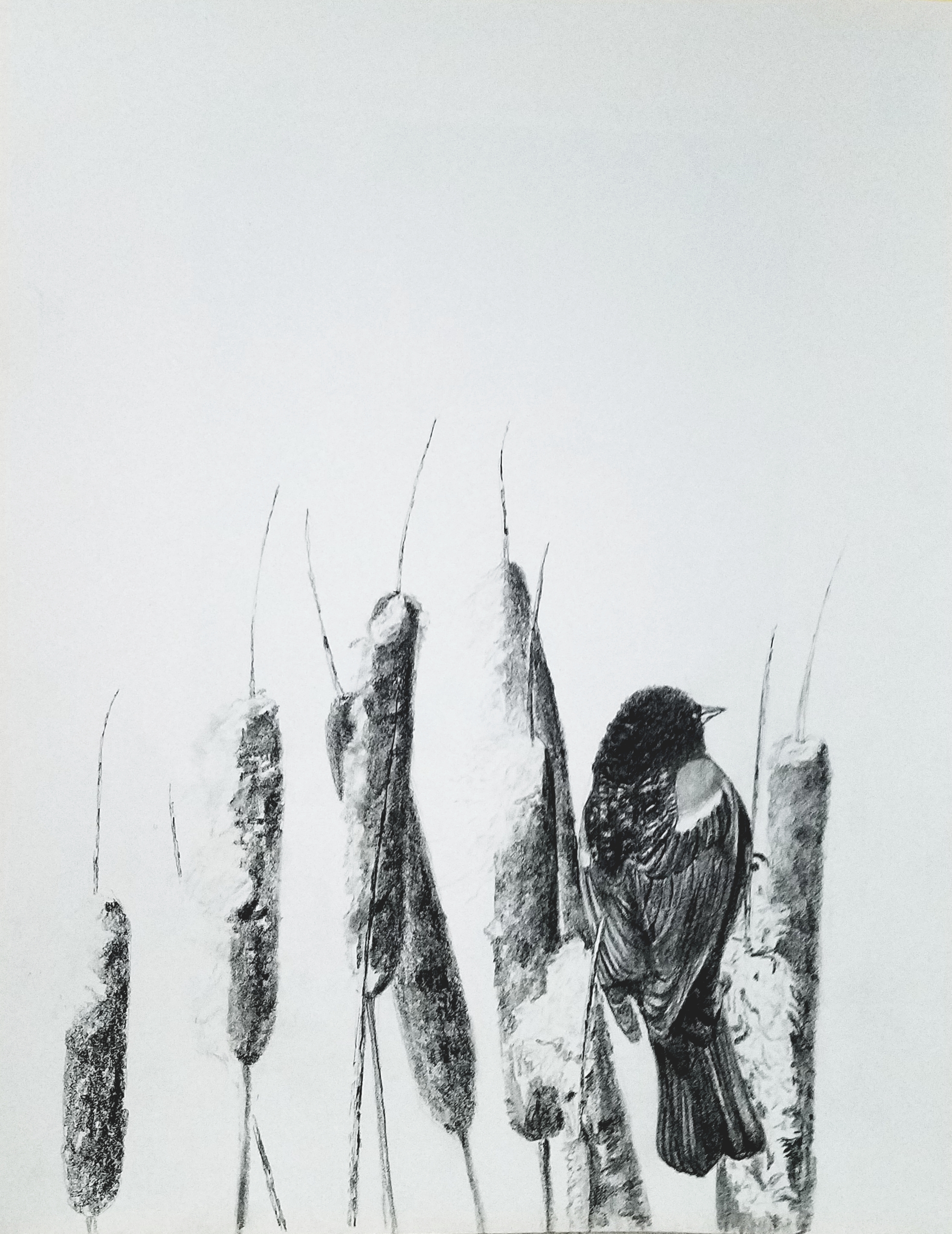 Redwinged Blackbird; graphite; 2017