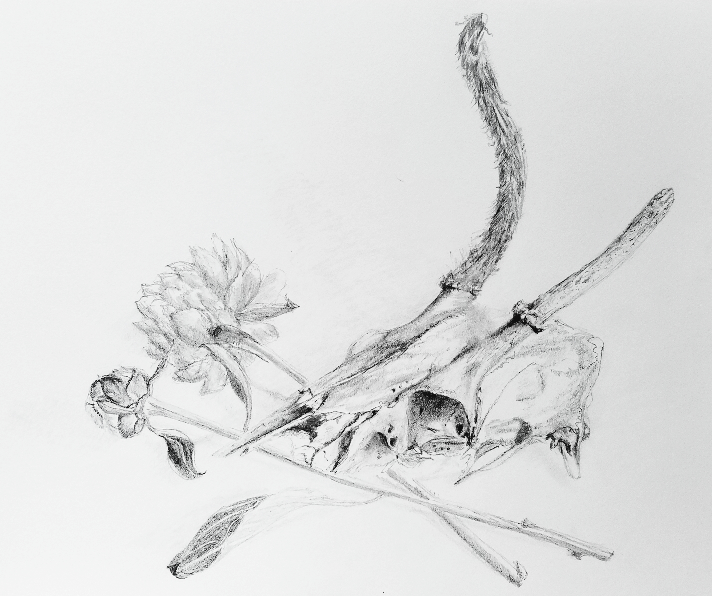 Deer skull and peonies; graphite; 2017