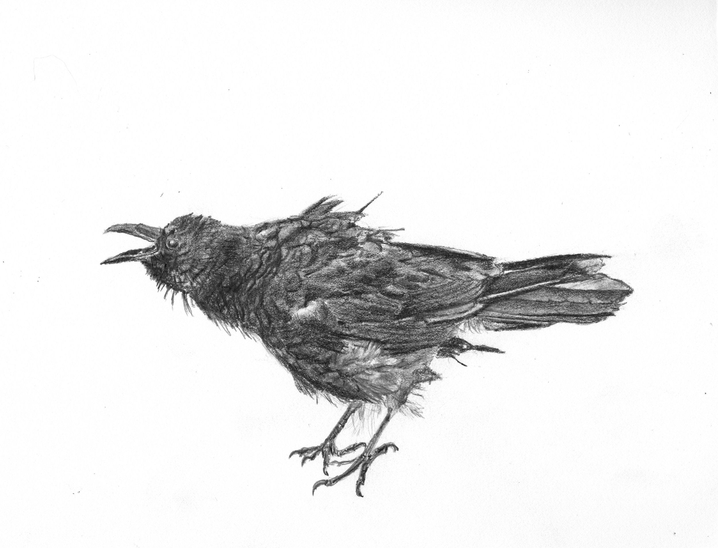 Crow; graphite; 2017