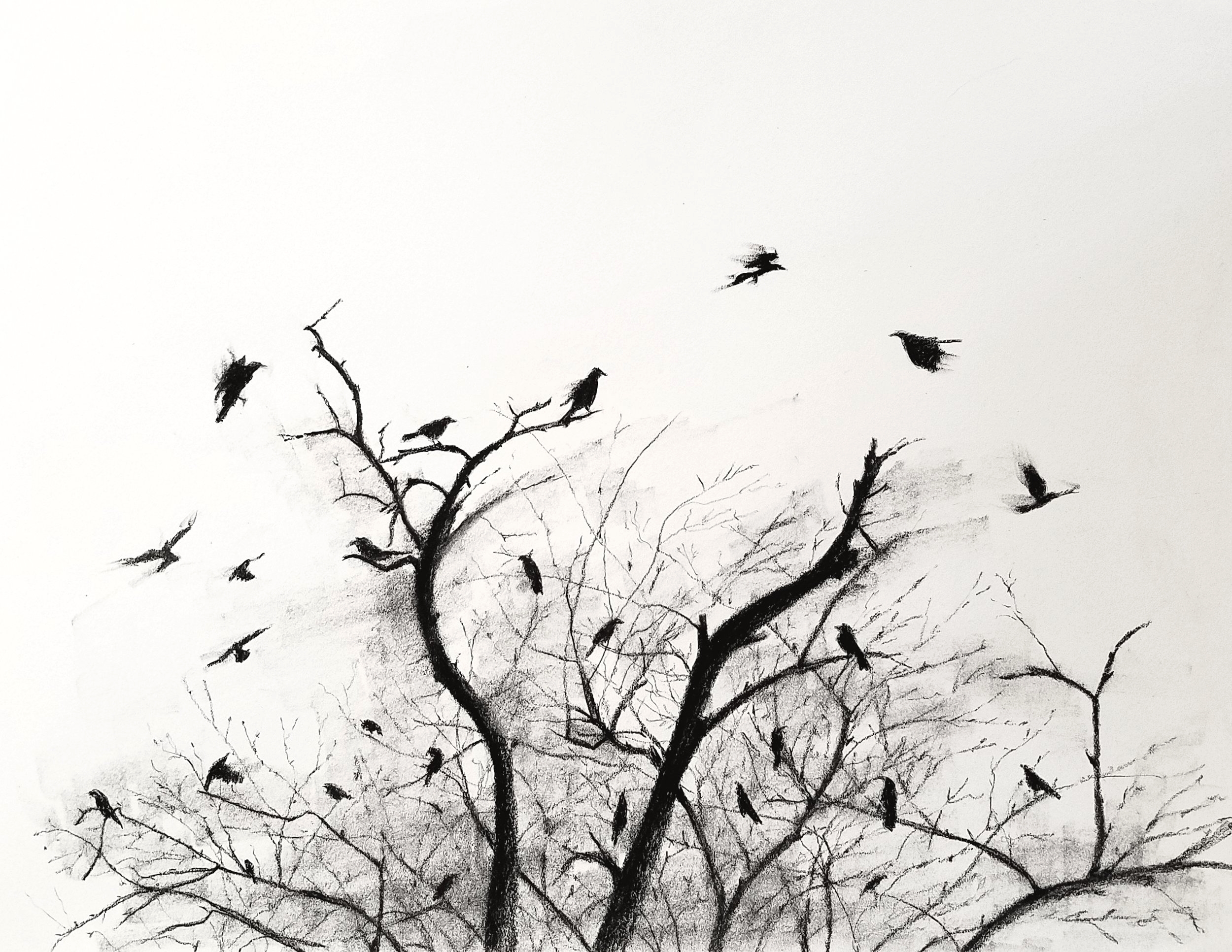 Crows; charcoal; 2017