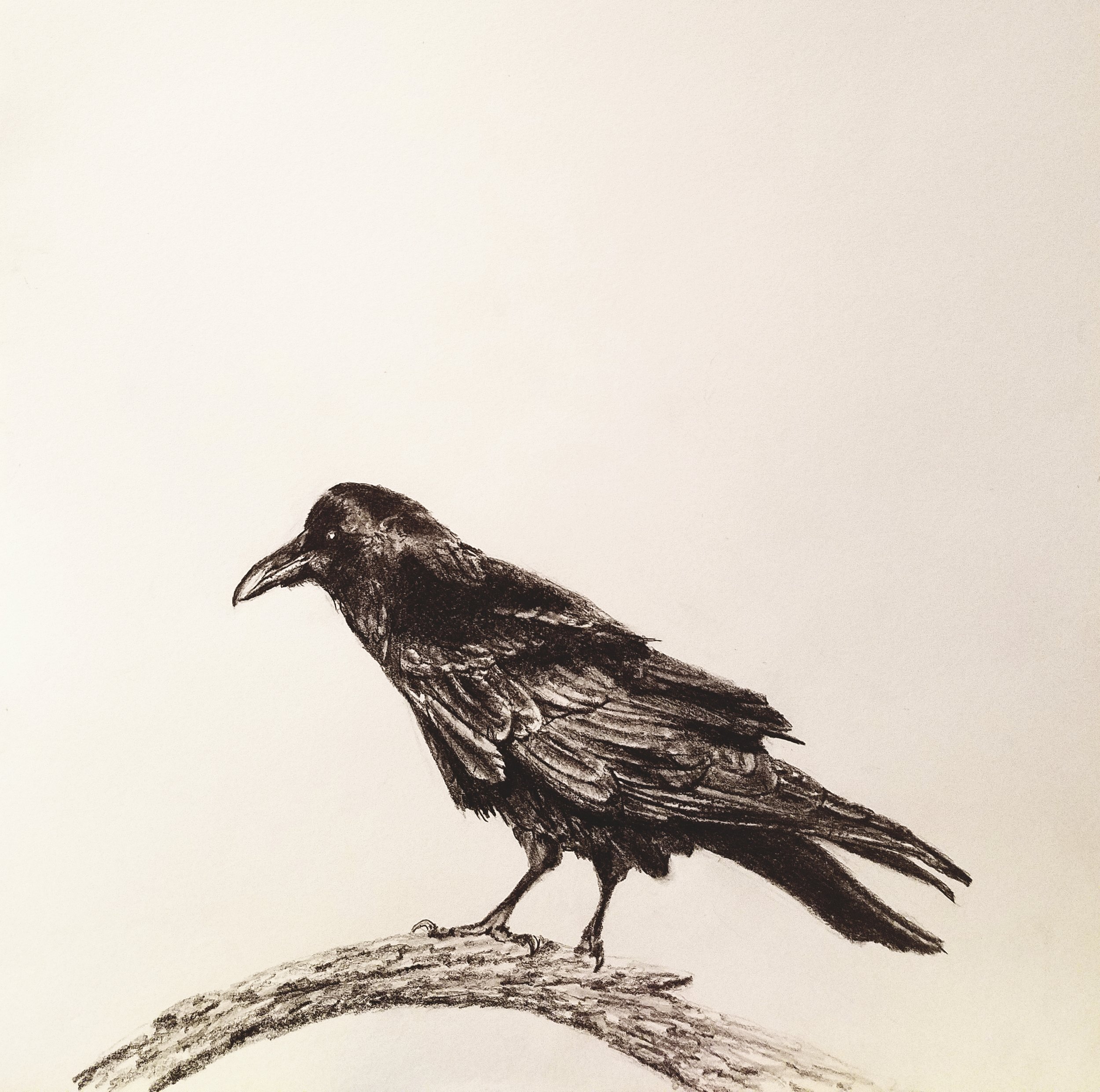 Crow on a branch; graphite; 2017