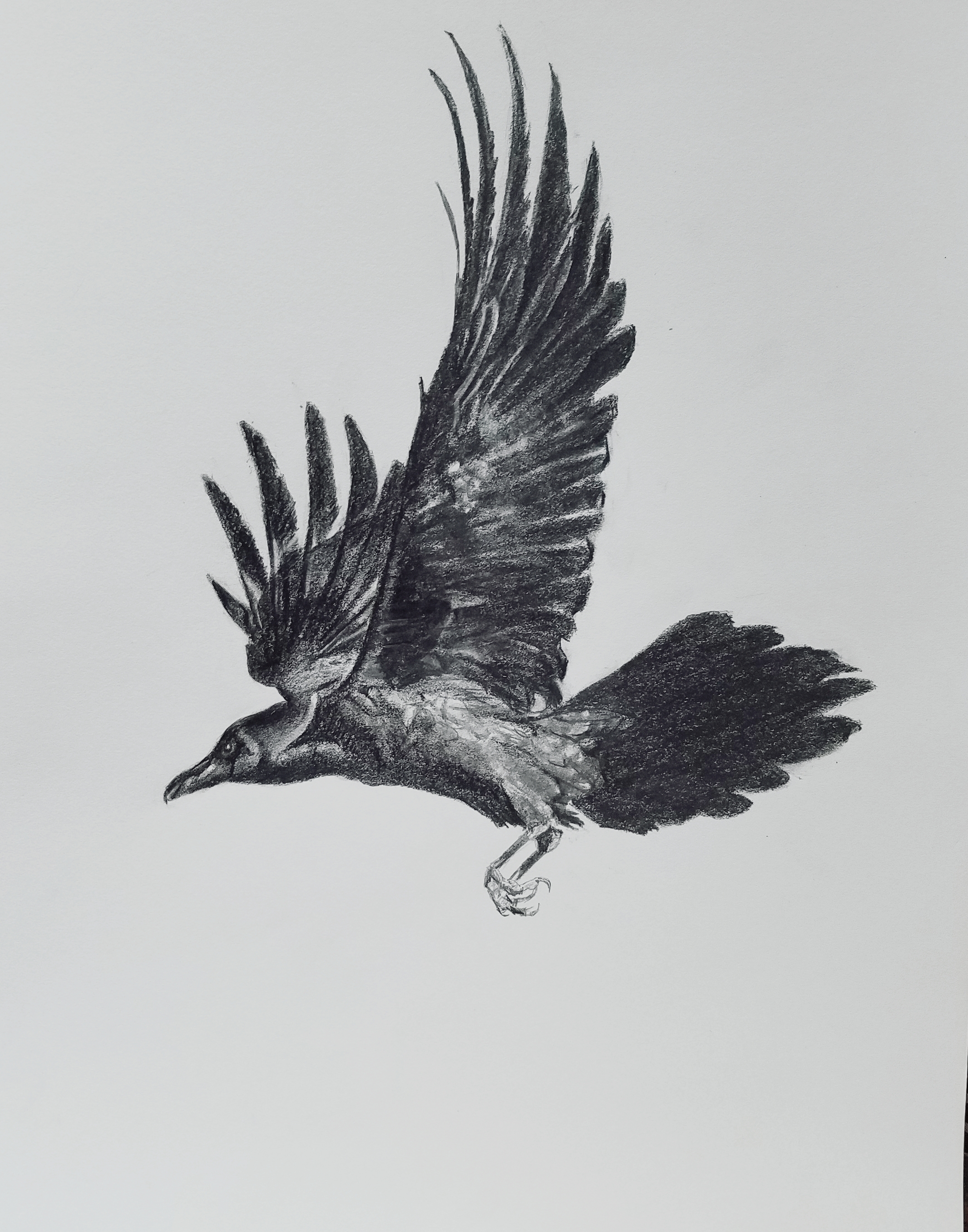 Crow in flight; graphite; 2017