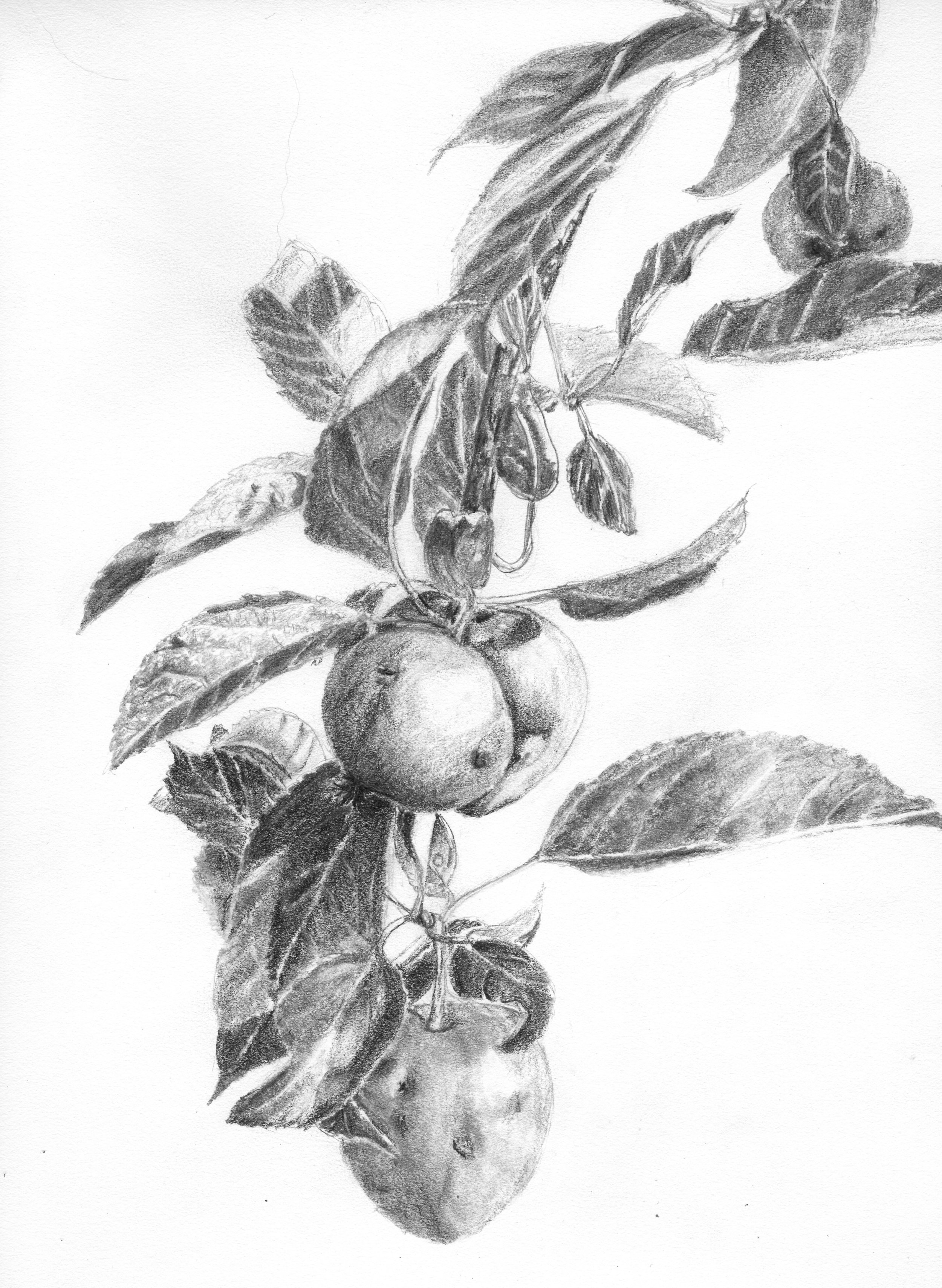 Gnarly apples; graphite; 2017