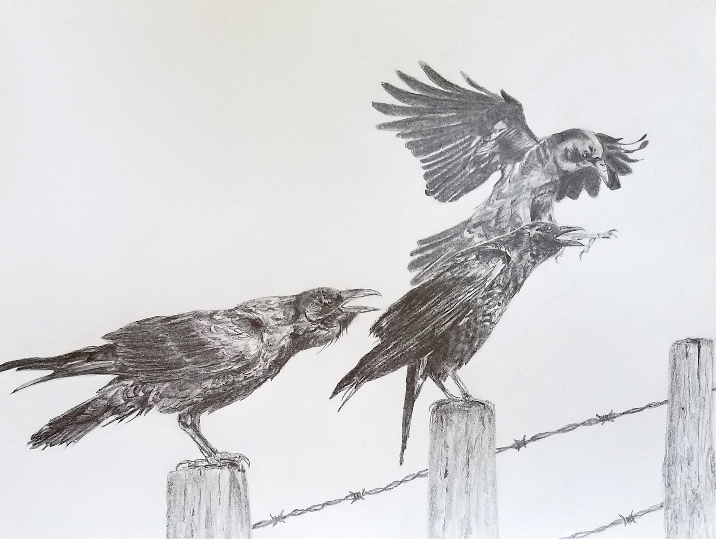 Crows; graphite; 2017