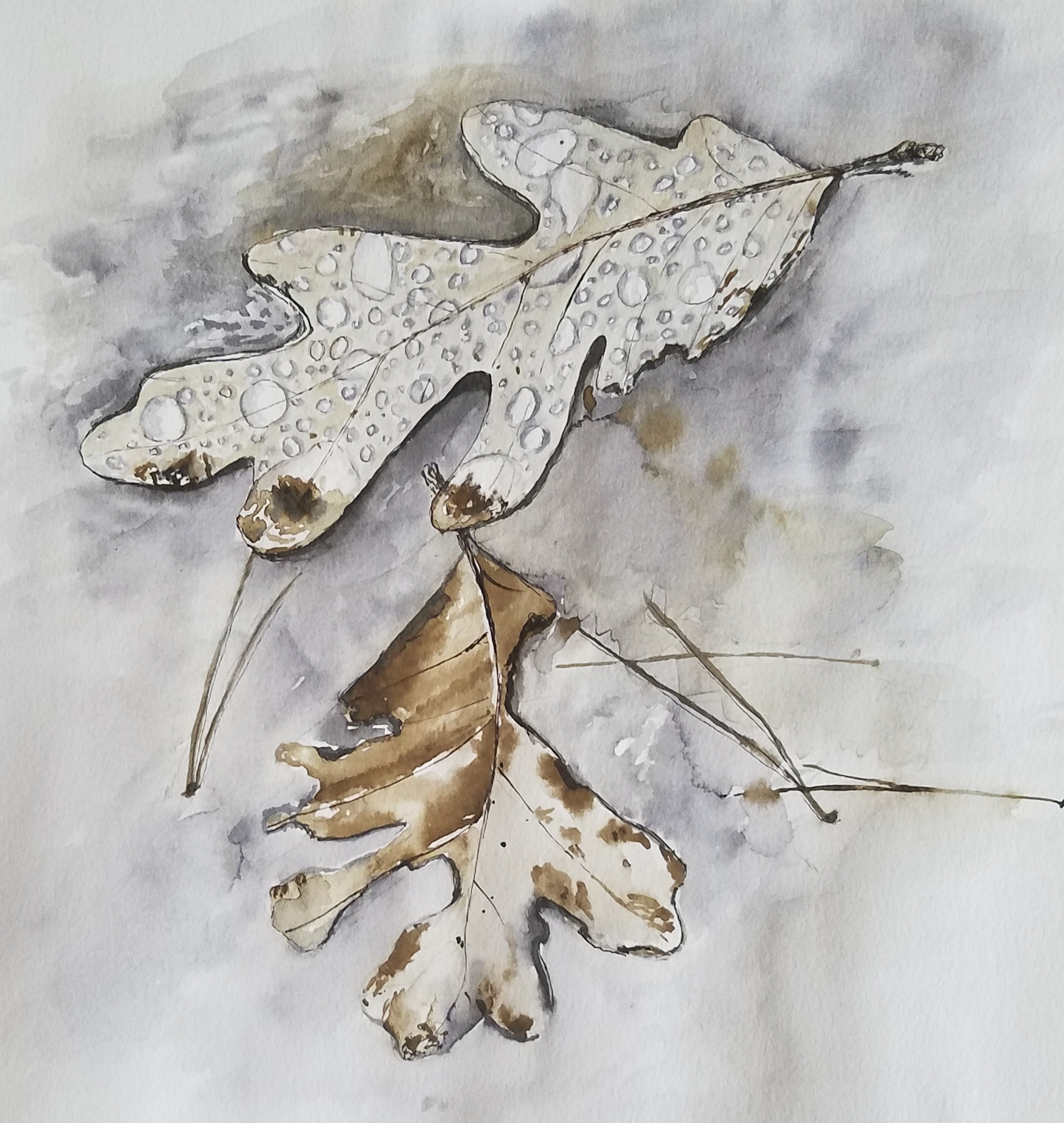 Fall leaves; pen and black walnut ink; 2017