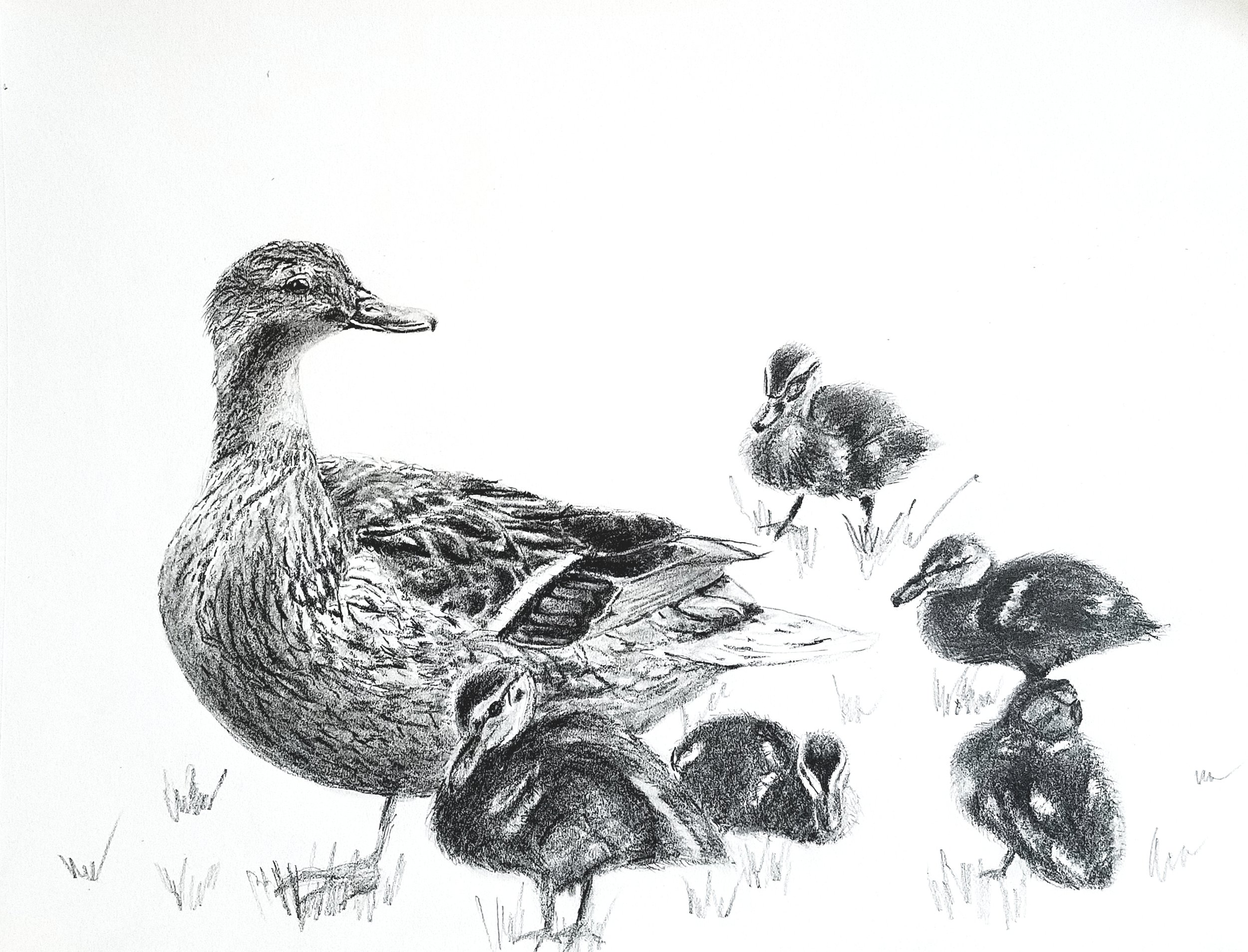 Ducklings; graphite; 2018
