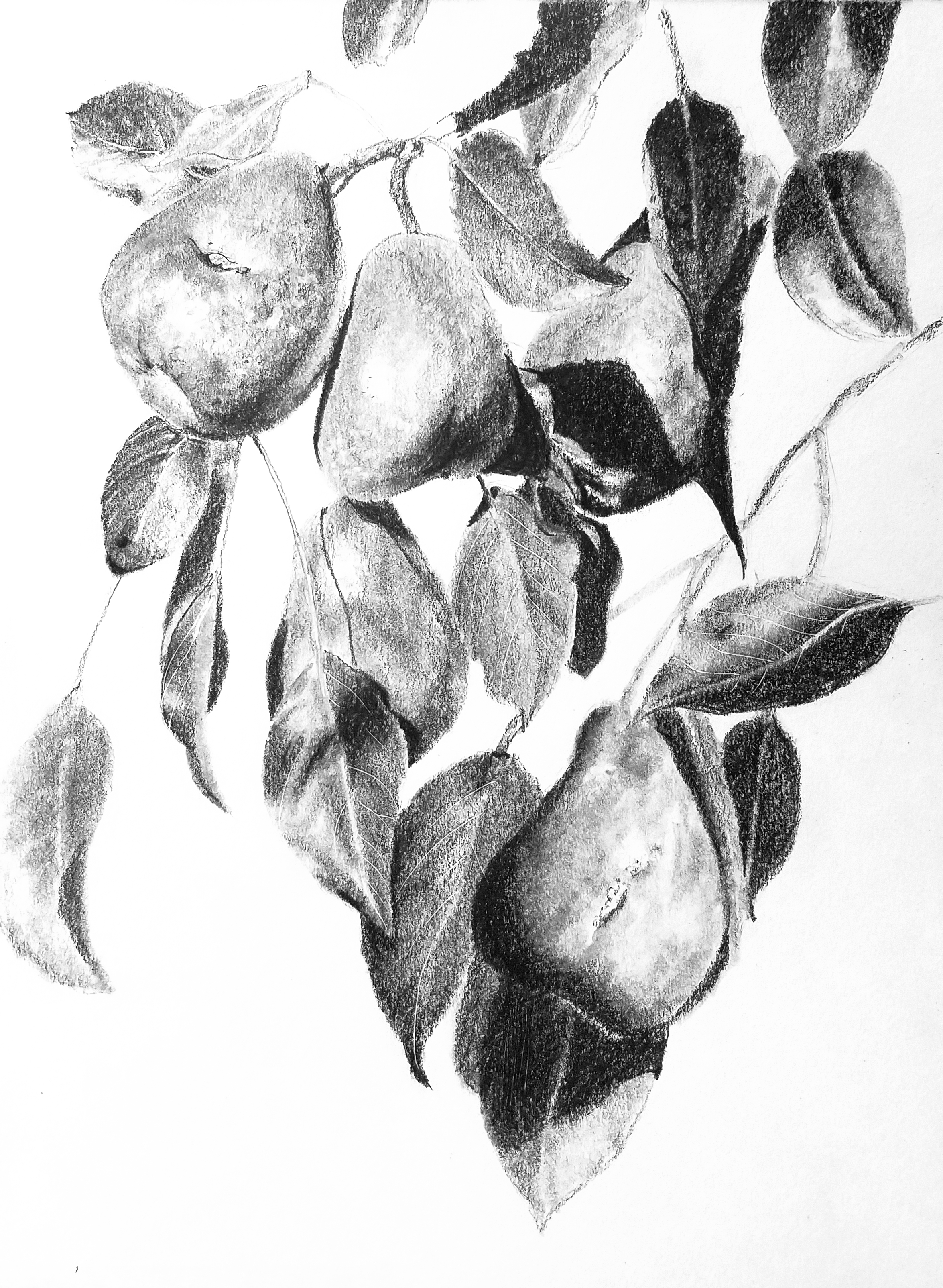 Pears; graphite; 2018