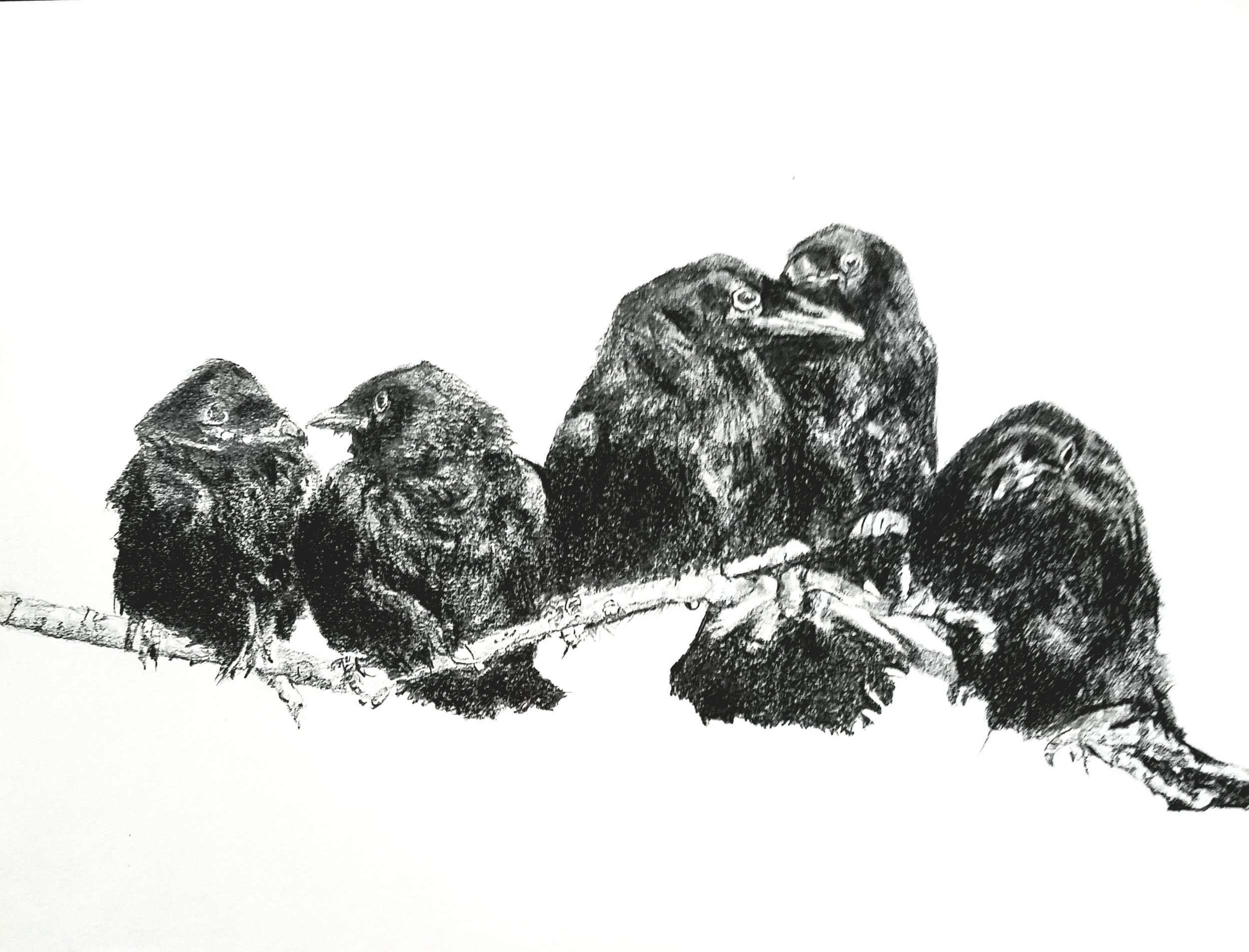 Crows on a branch; graphite; 2018