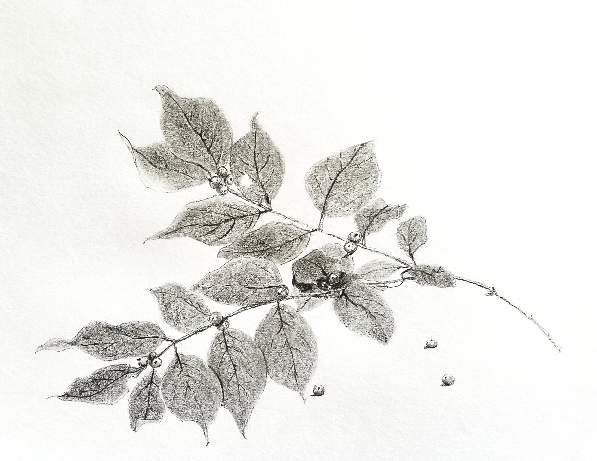 Autumn honeysuckle; graphite; 2018