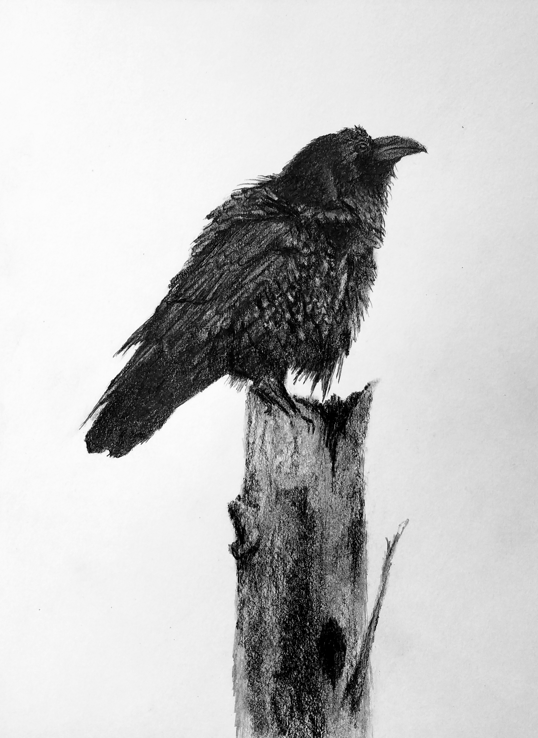 Raven; graphite; 2018