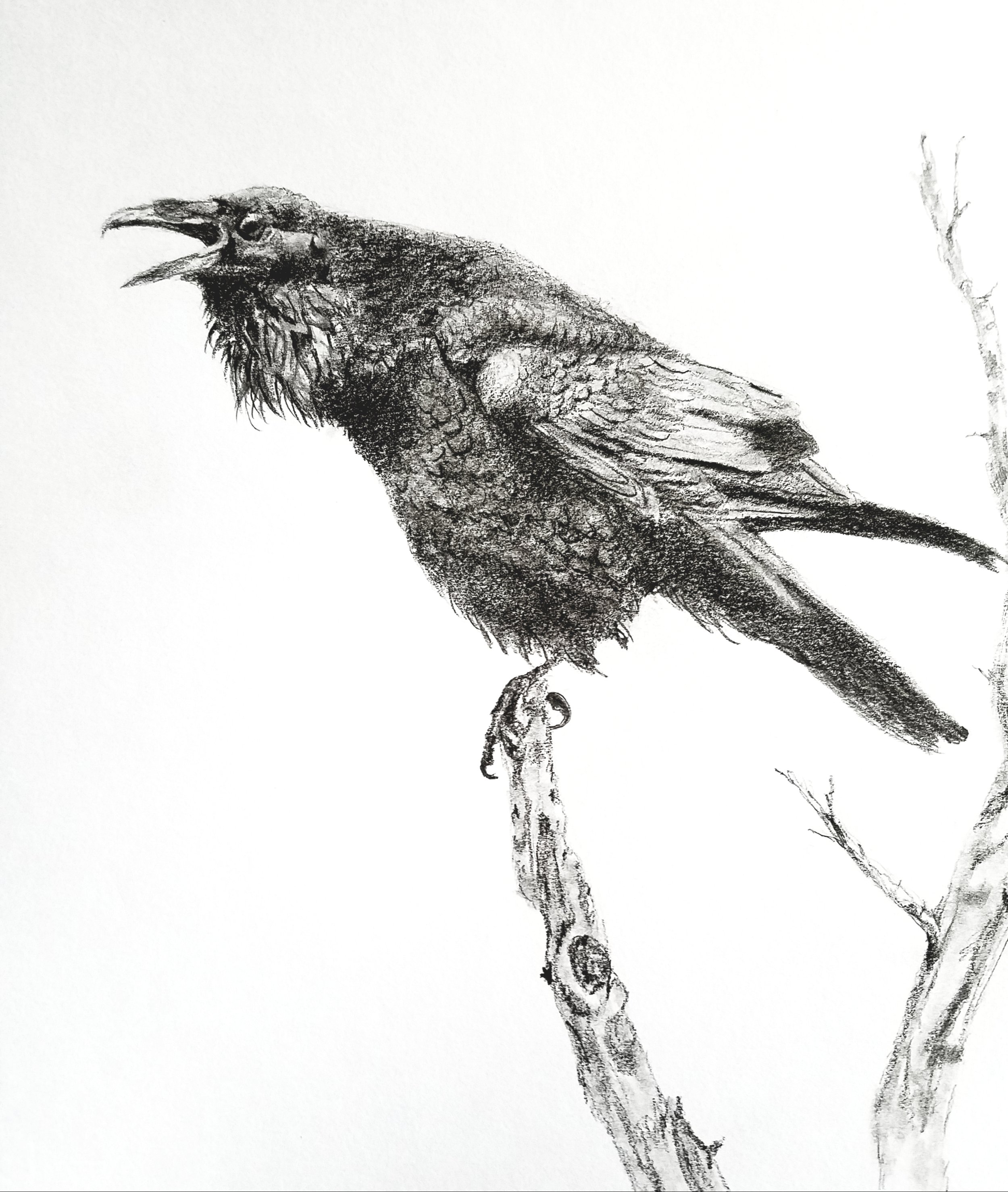 Squawking Raven; graphite; 2018