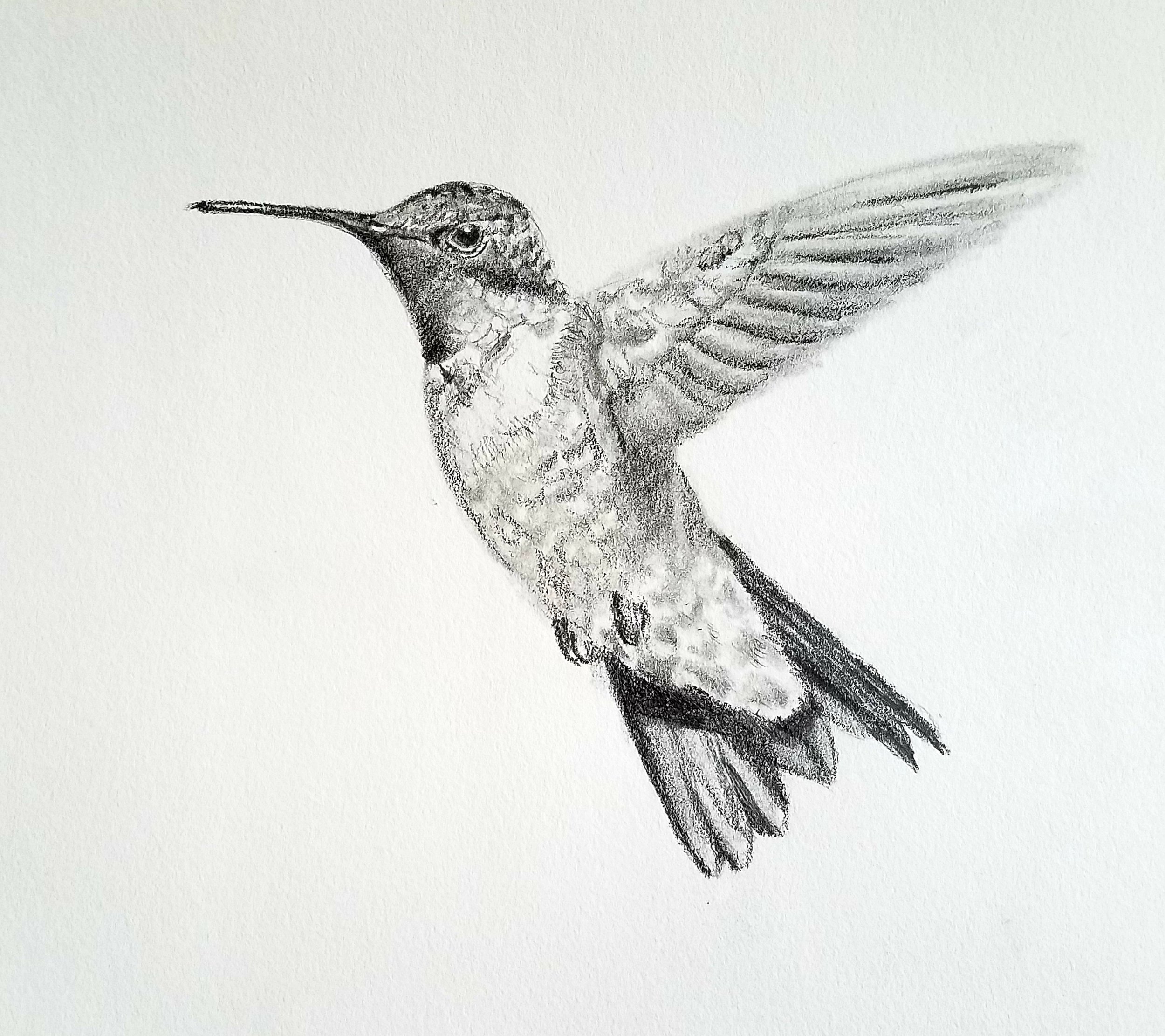 Ruby-throated Hummingbird; graphite; 2019