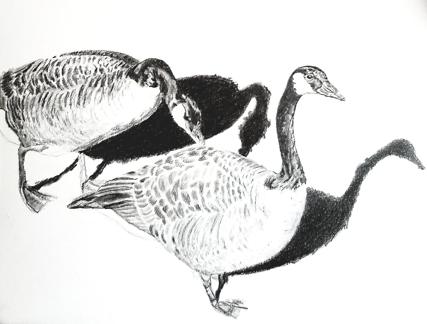 Canada geese; graphite; 2019