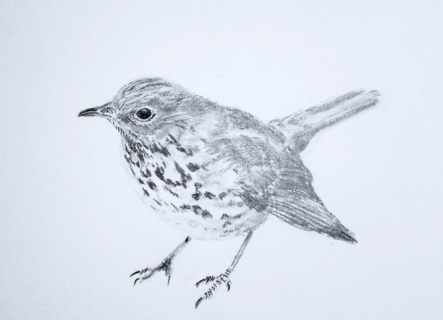 Hermit Thrush; graphite; 2019