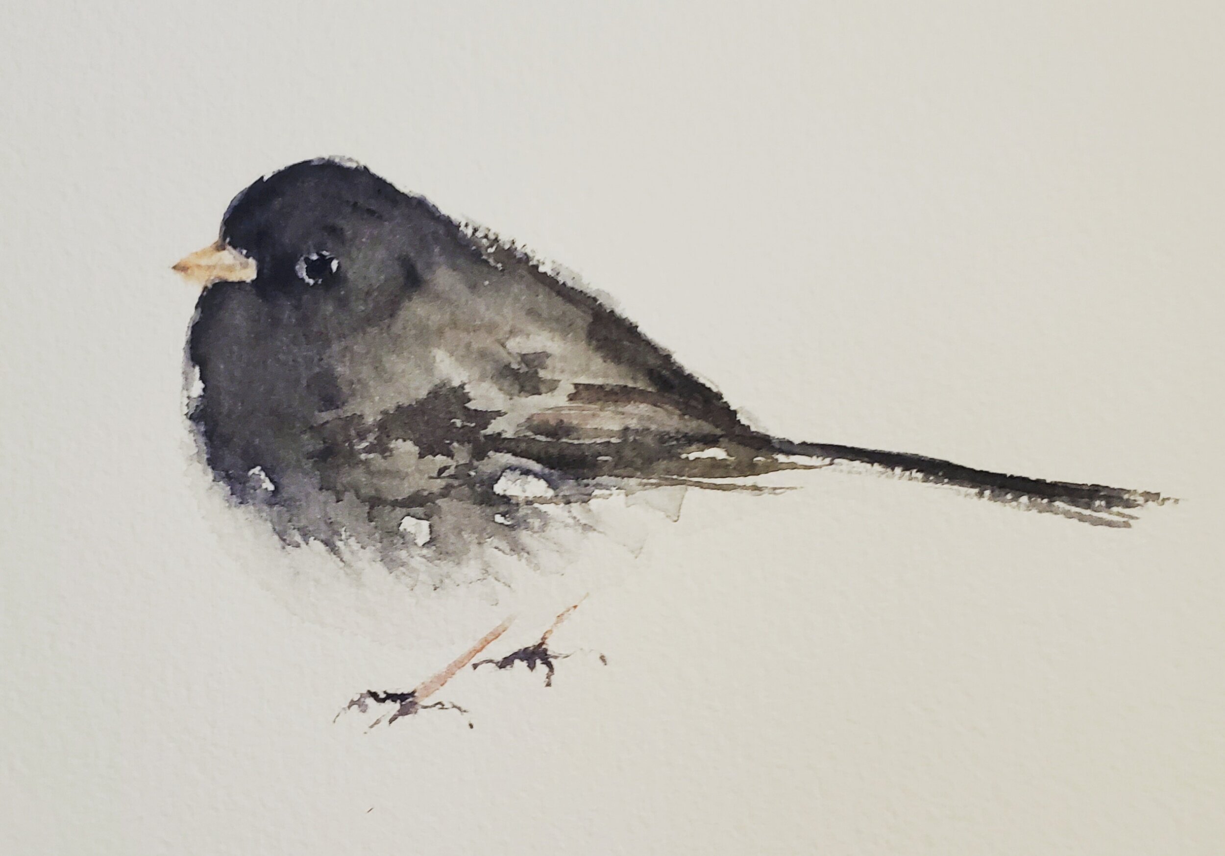 Dark-eyed Junco; watercolor; 2019