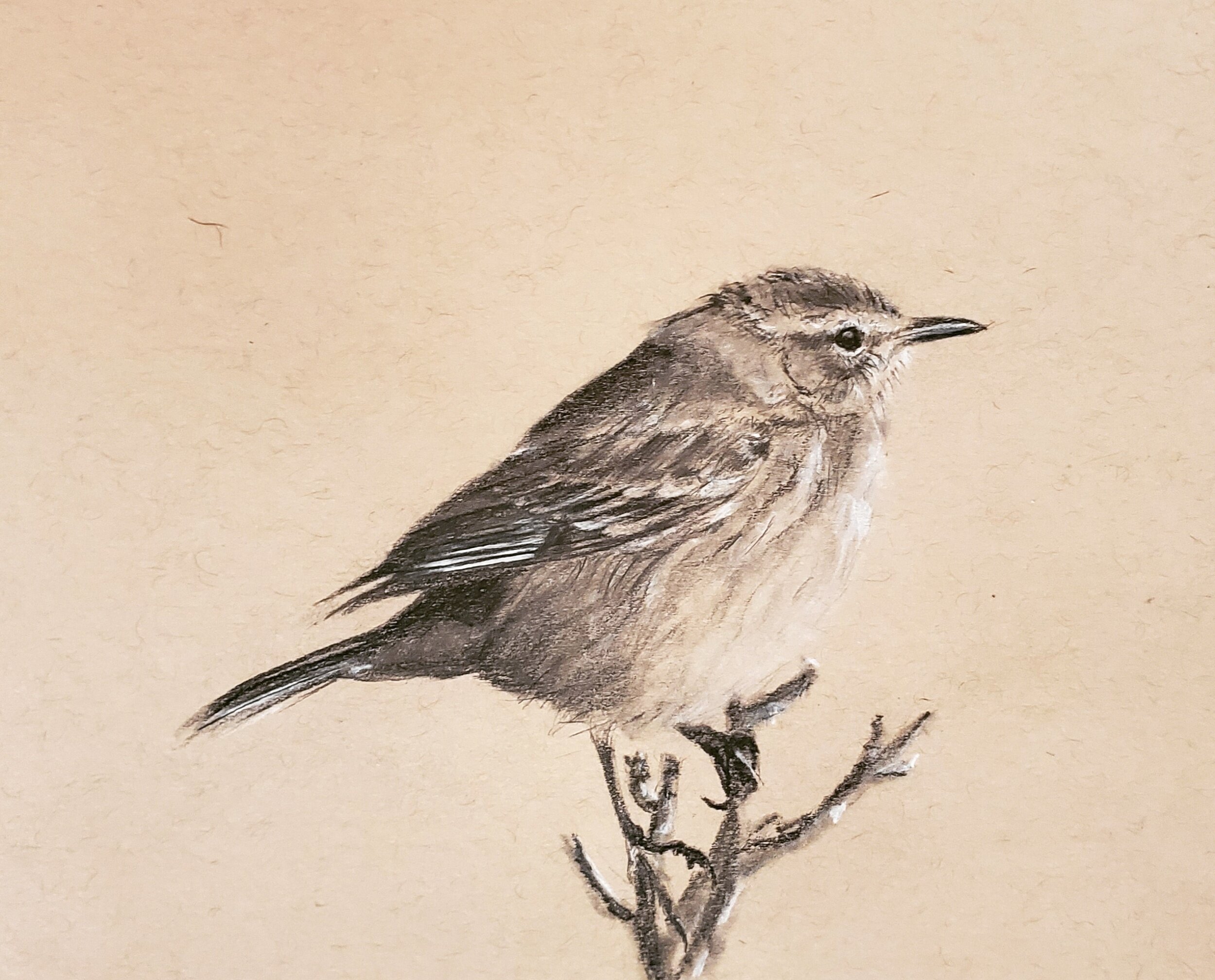 Palm warbler; graphite and charcoal on toned paper; 2019