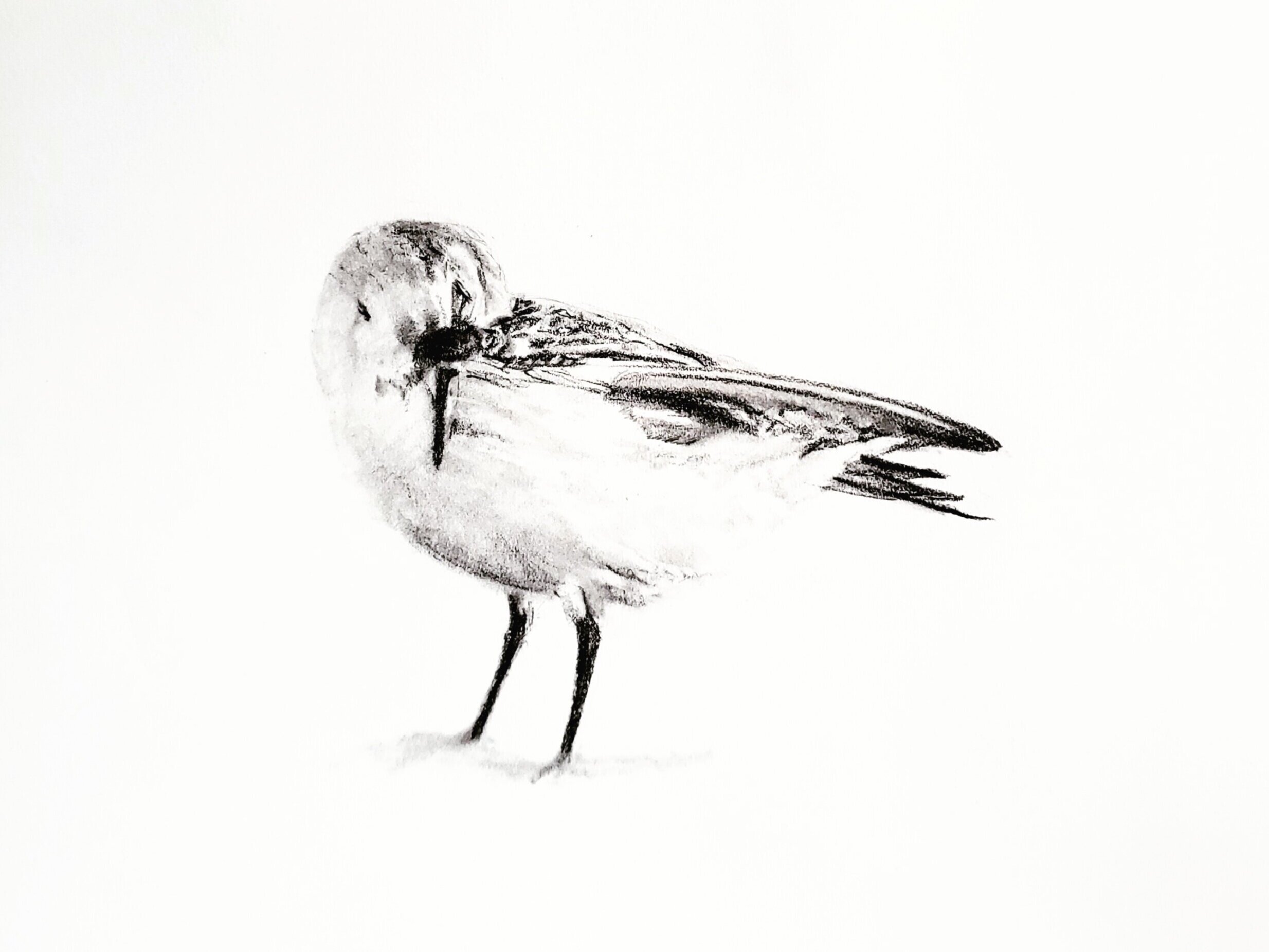 Cape Cod Sanderling; graphite; 2019