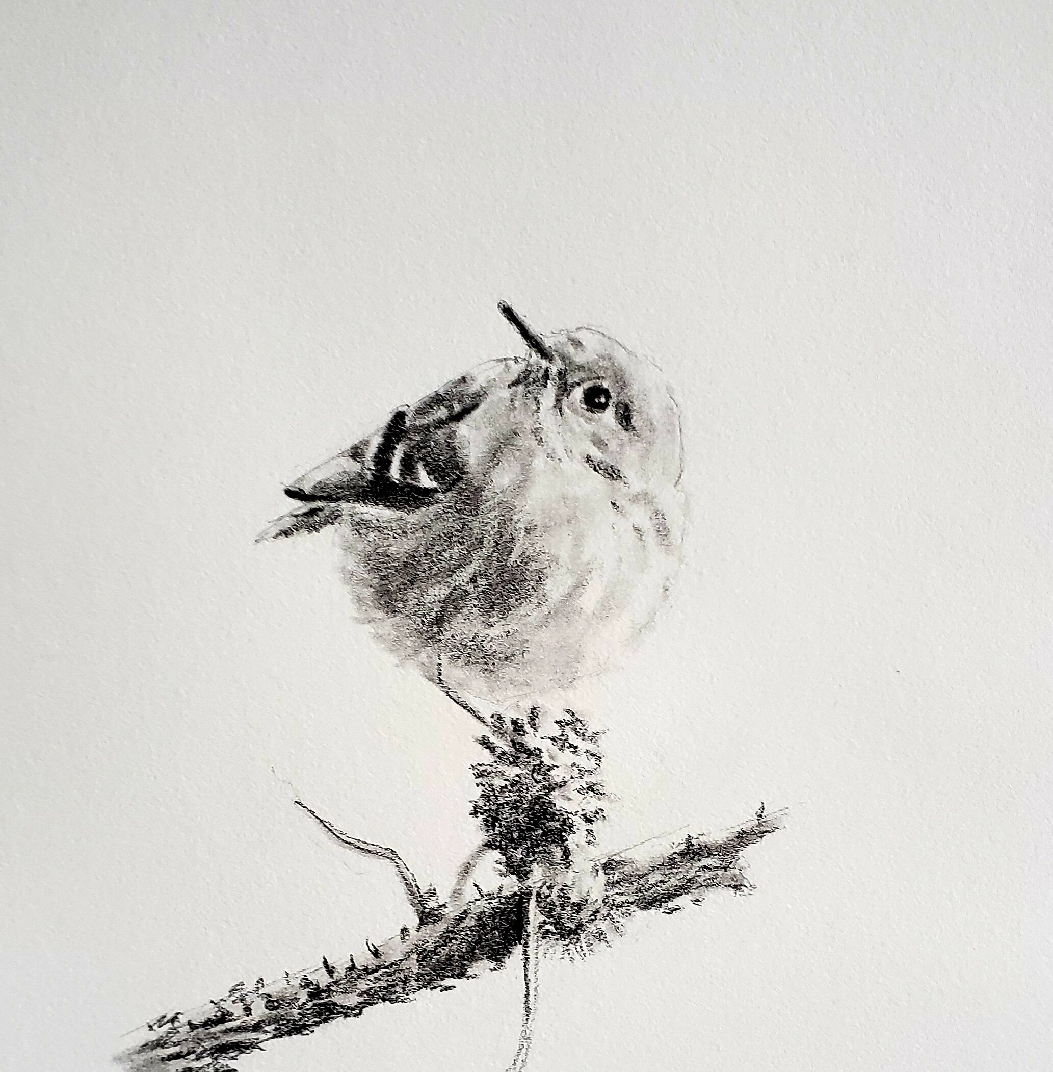 Ruby-crowned kinglet; graphite; 2019