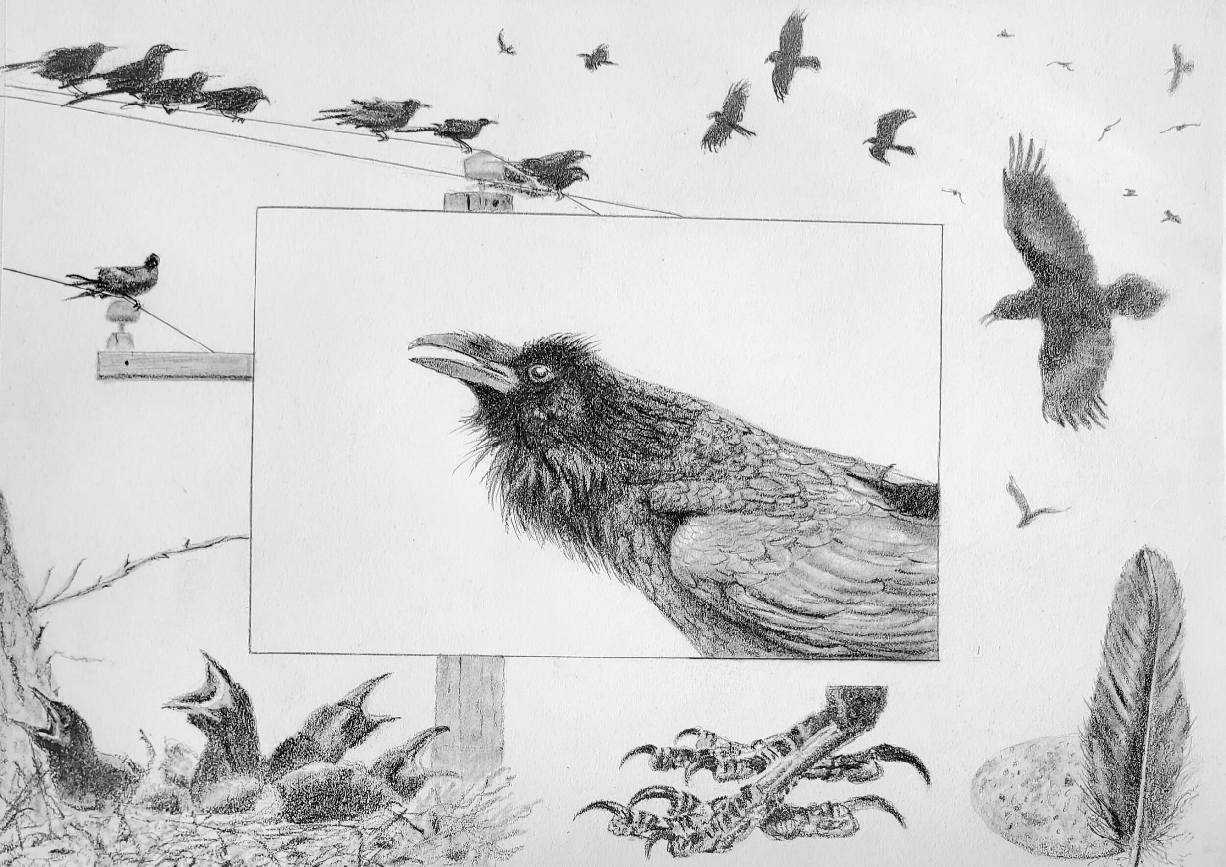 Ravens; graphite; 2019