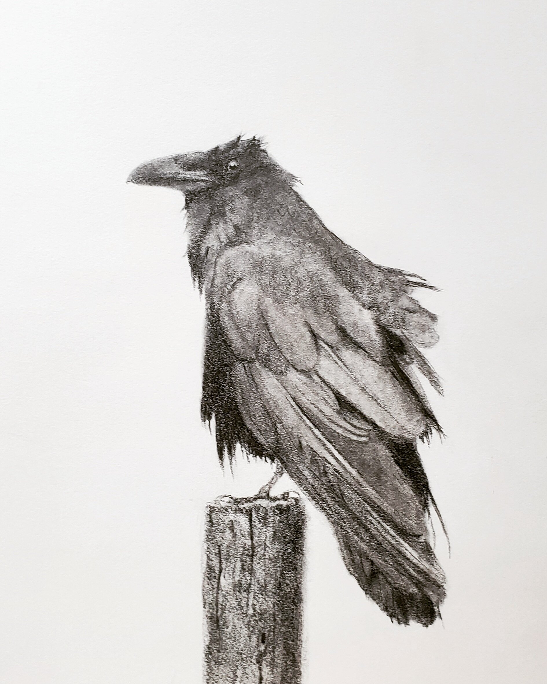 Raven; graphite; 2019