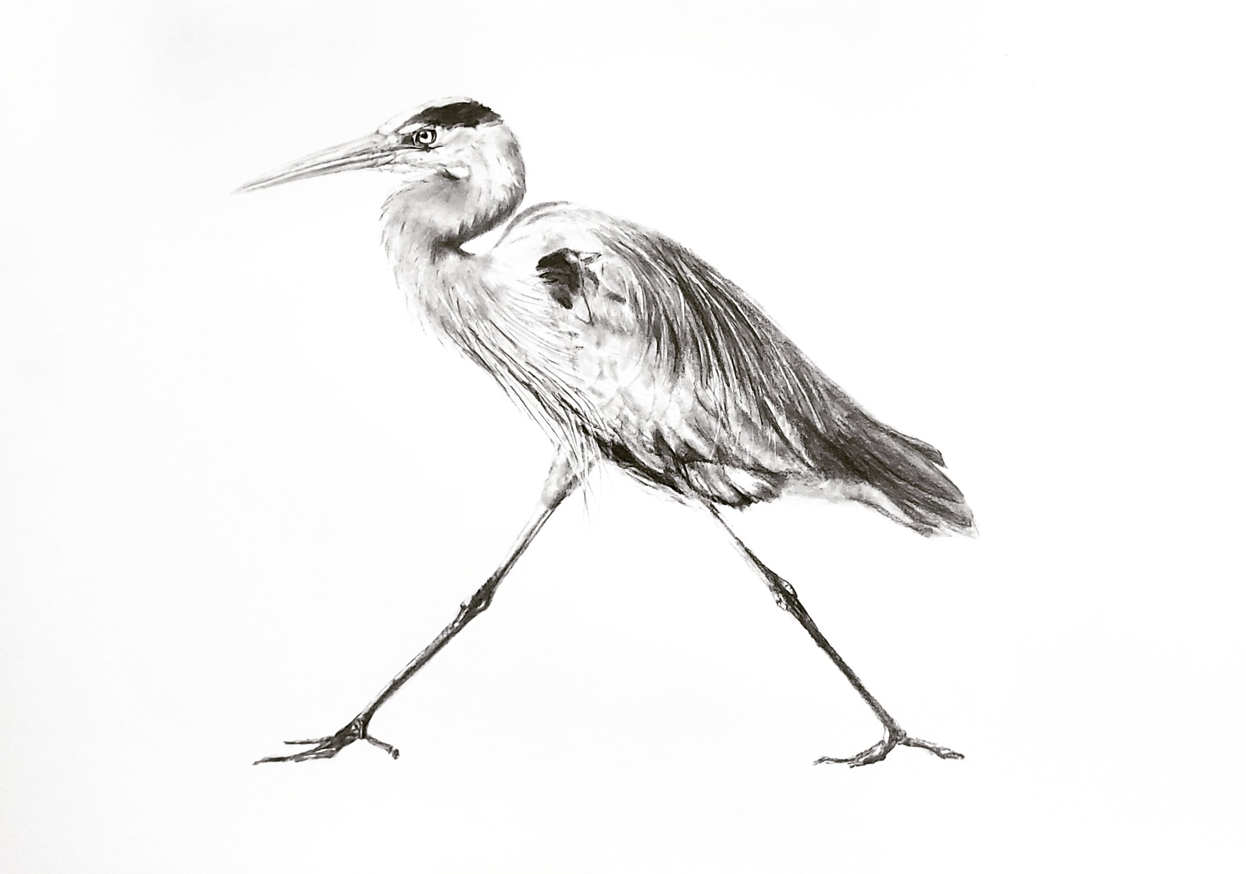 Strutting Blue Heron; 2020