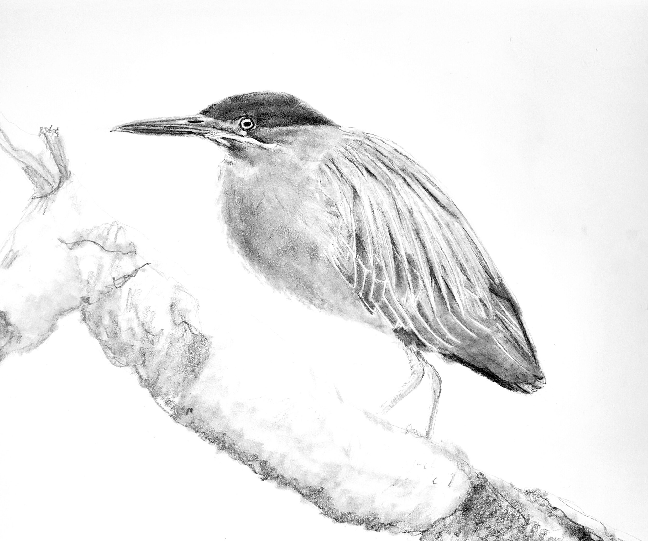 Green Heron; 2020