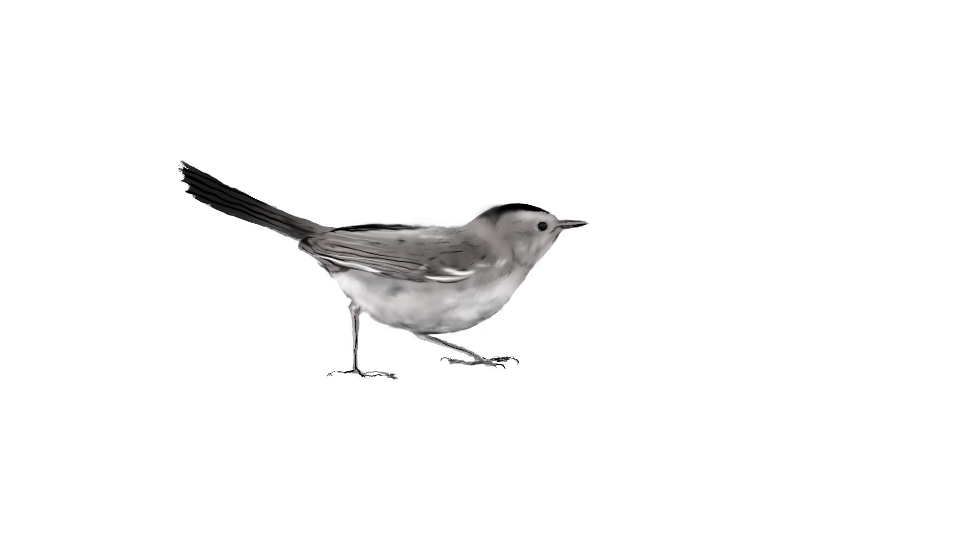 Catbird, 2020