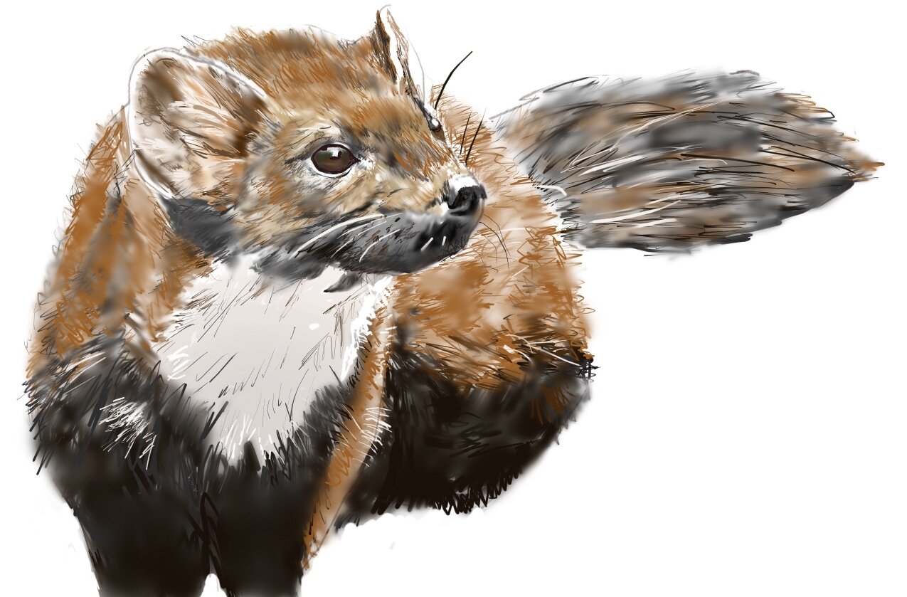 European Pine Marten; 2020