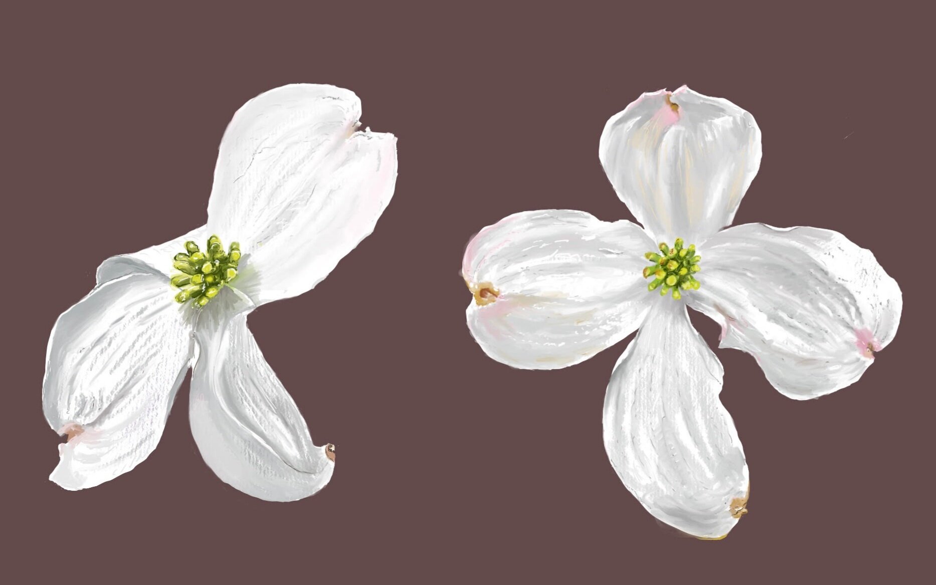 Dogwood Blossoms; 2021, painted with Procreate