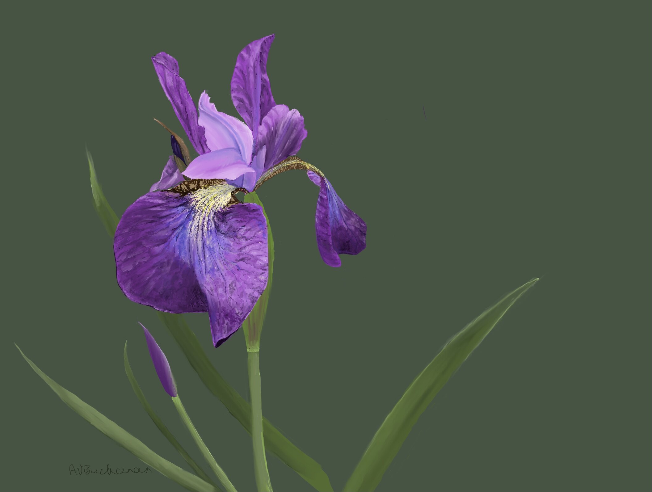 Iris; painted with Procreate