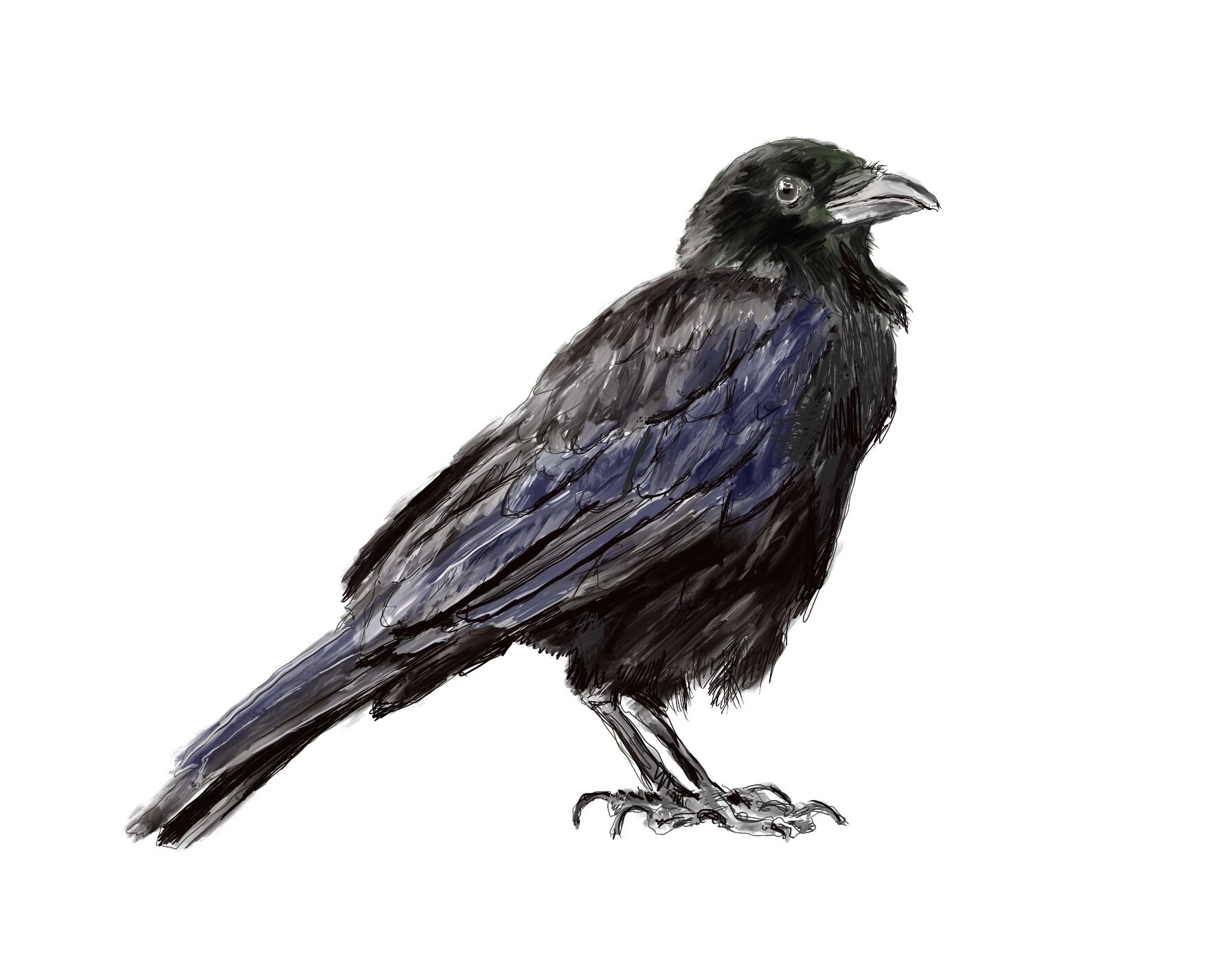 Crow; 2021; painted with Procreate