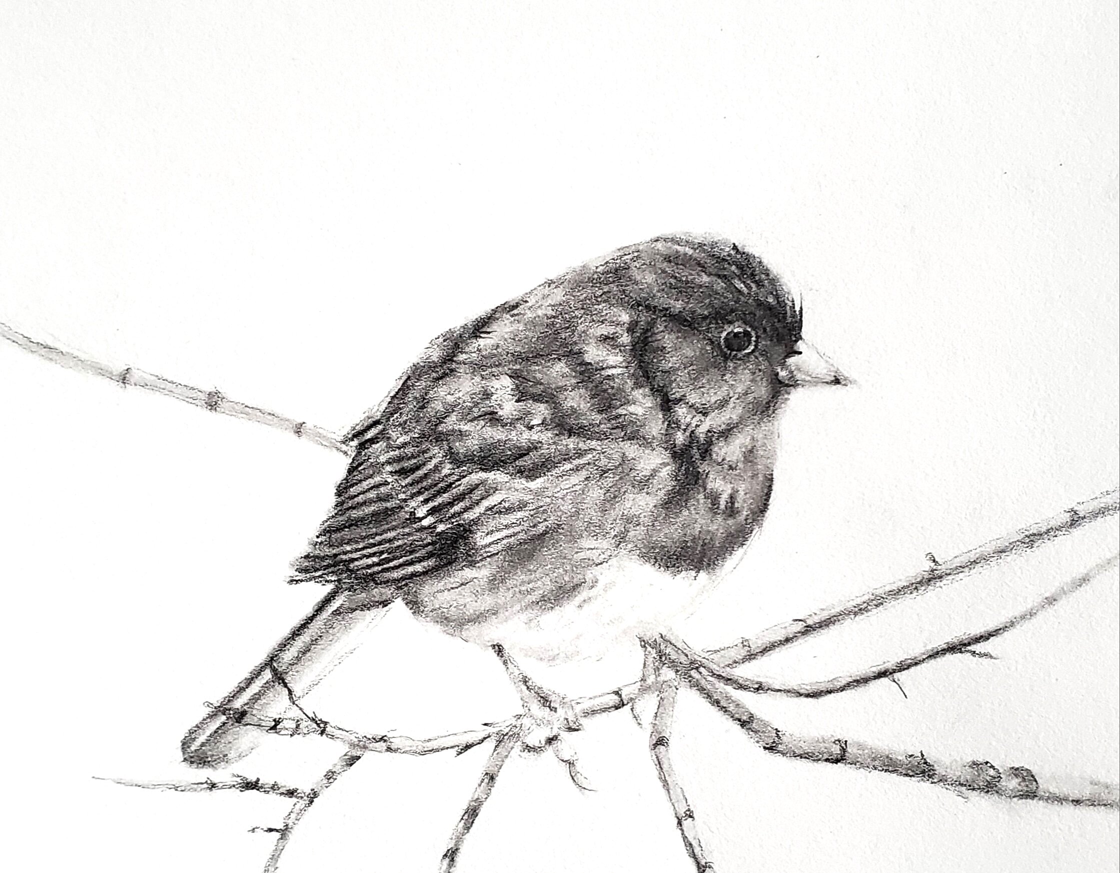 Dark-eyed Junco; graphite; 2019