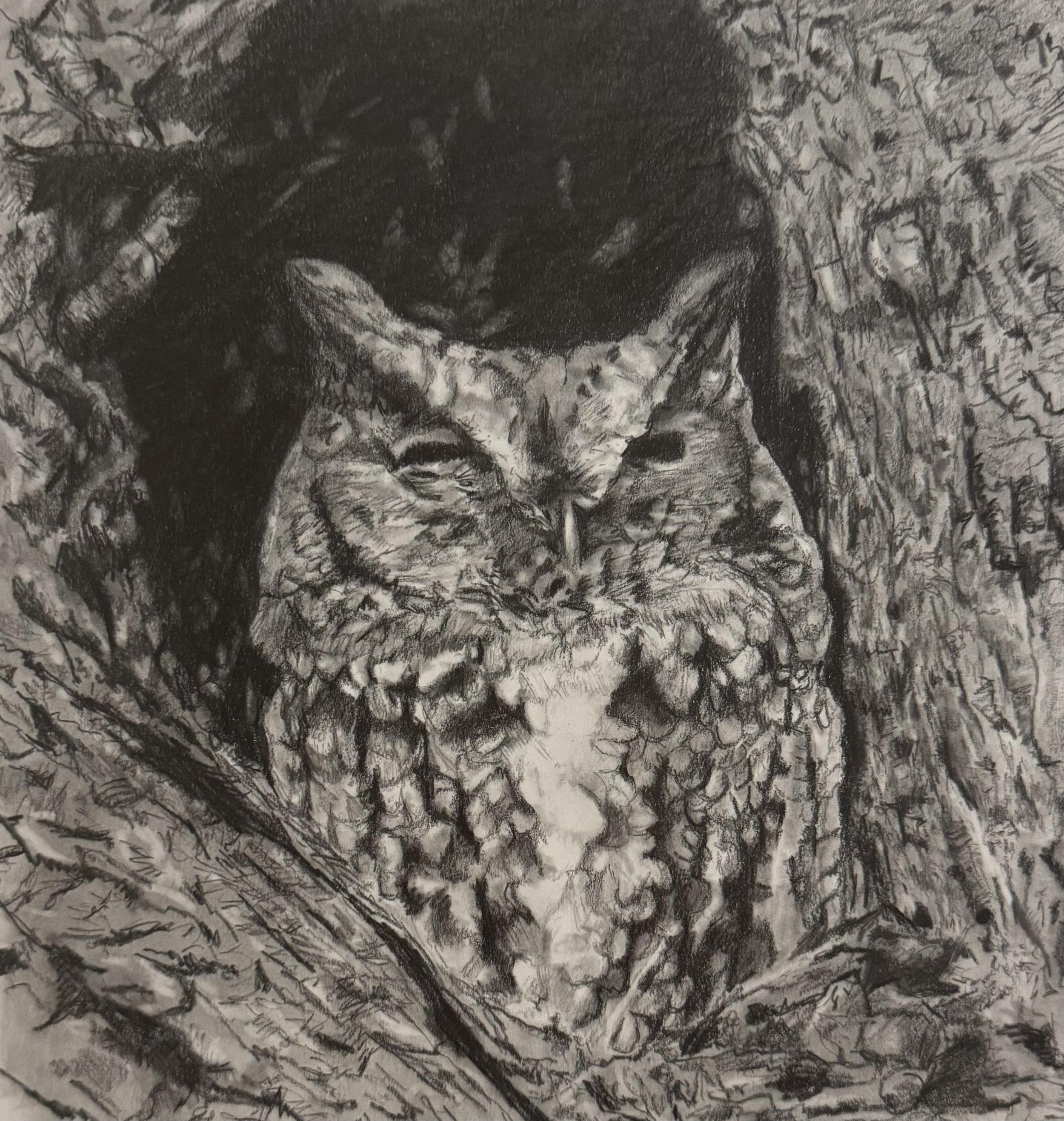 Screech Owl; 2025