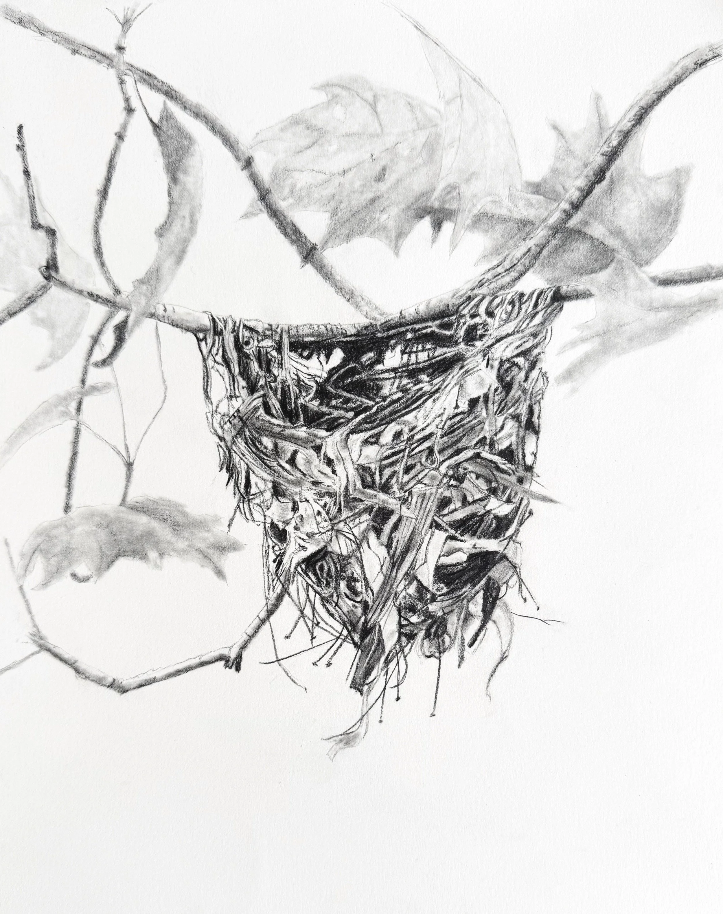 Oriole+nest+again.jpg