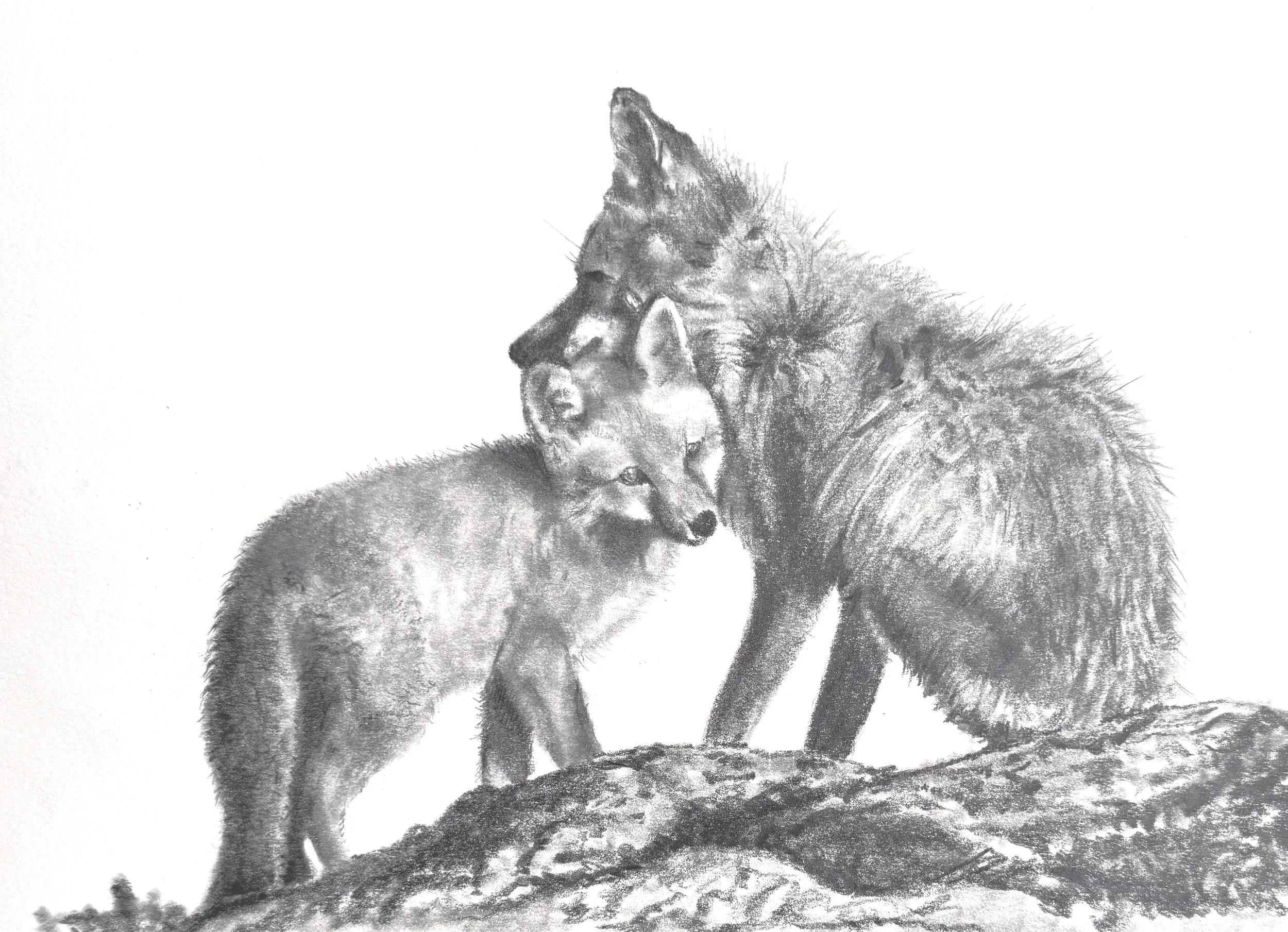 Fox Mother and Kit; reference photo by Cheryl Patterson; 2025