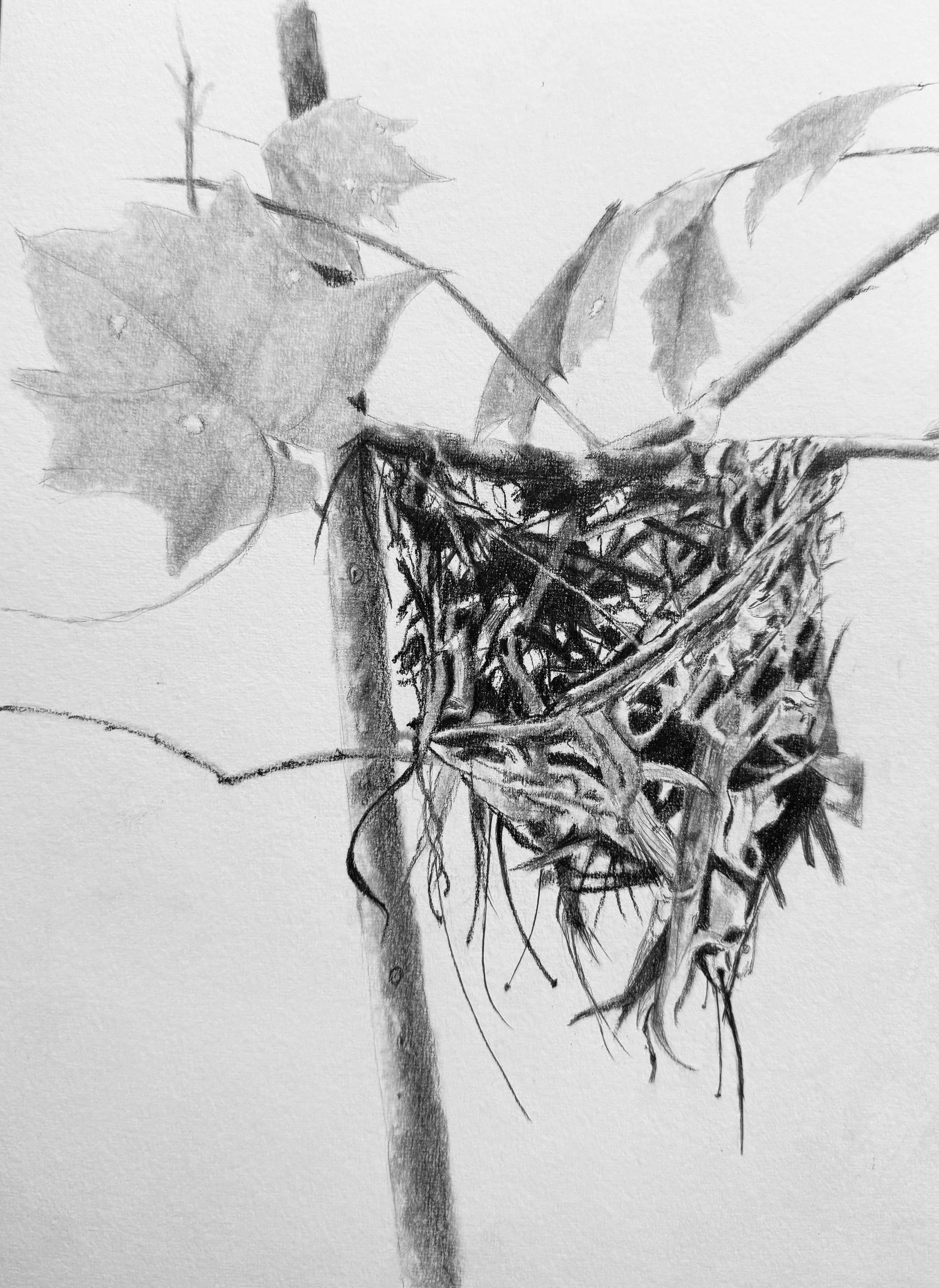 Abandoned Nest 2; 2025