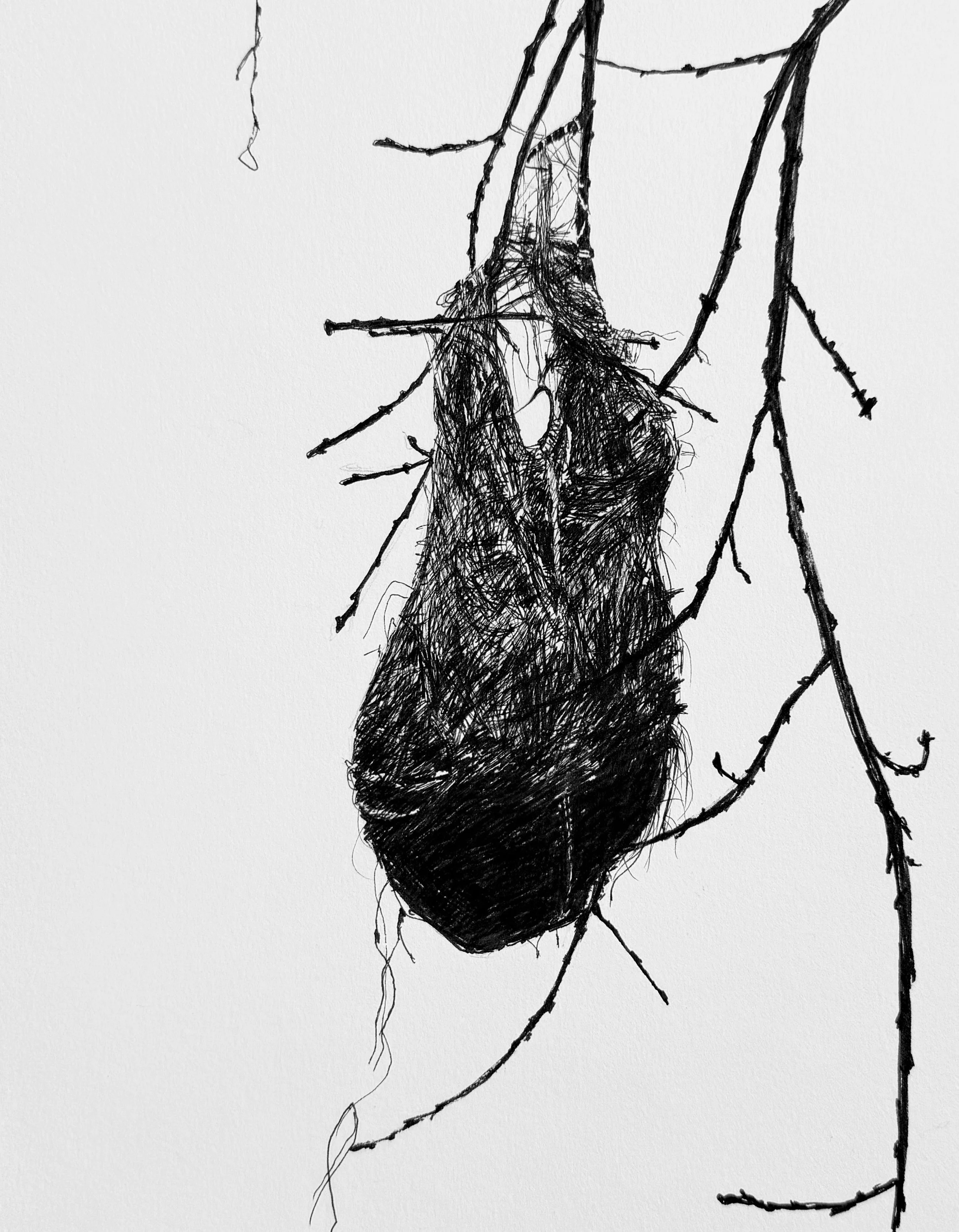 Oriole Nest in Autumn; 2025