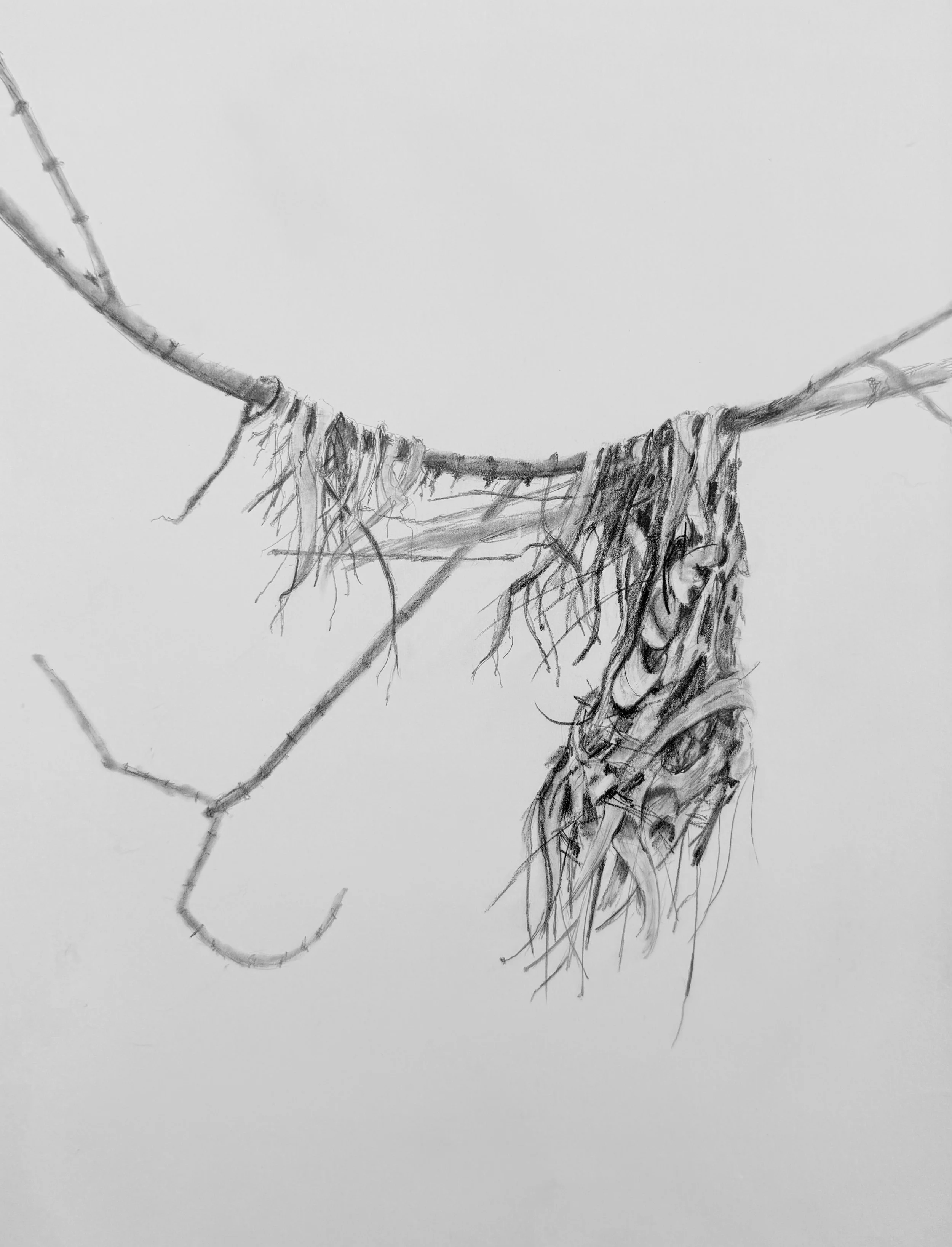 Abandoned Nest in Pieces; 2026