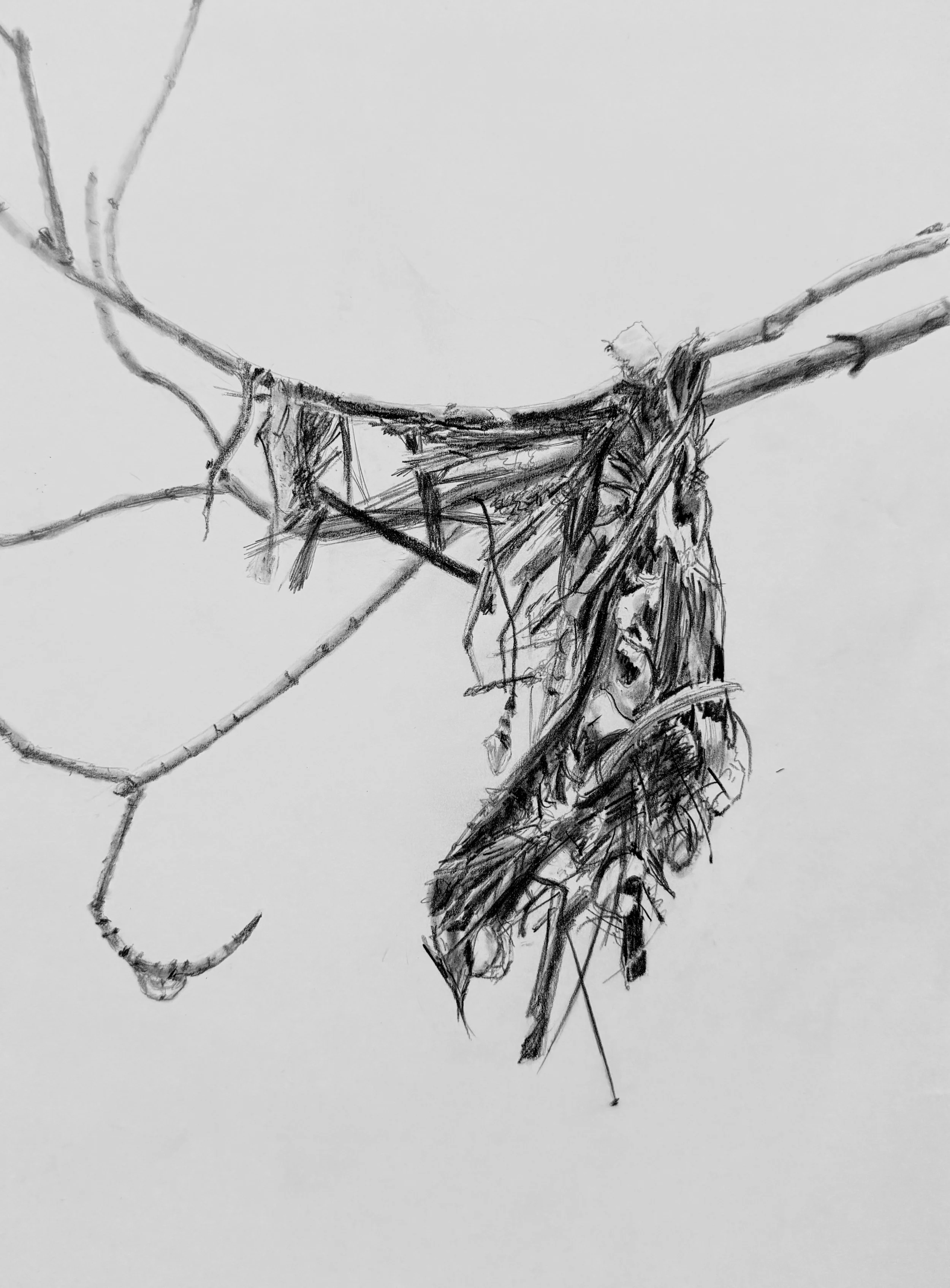 Tattered Nest in the Rain; 2026