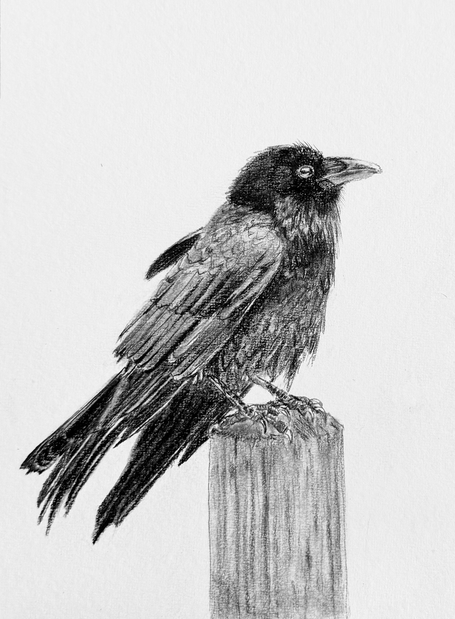 American Crow; 2027, using reference photo by Casey Horner on Unsplash