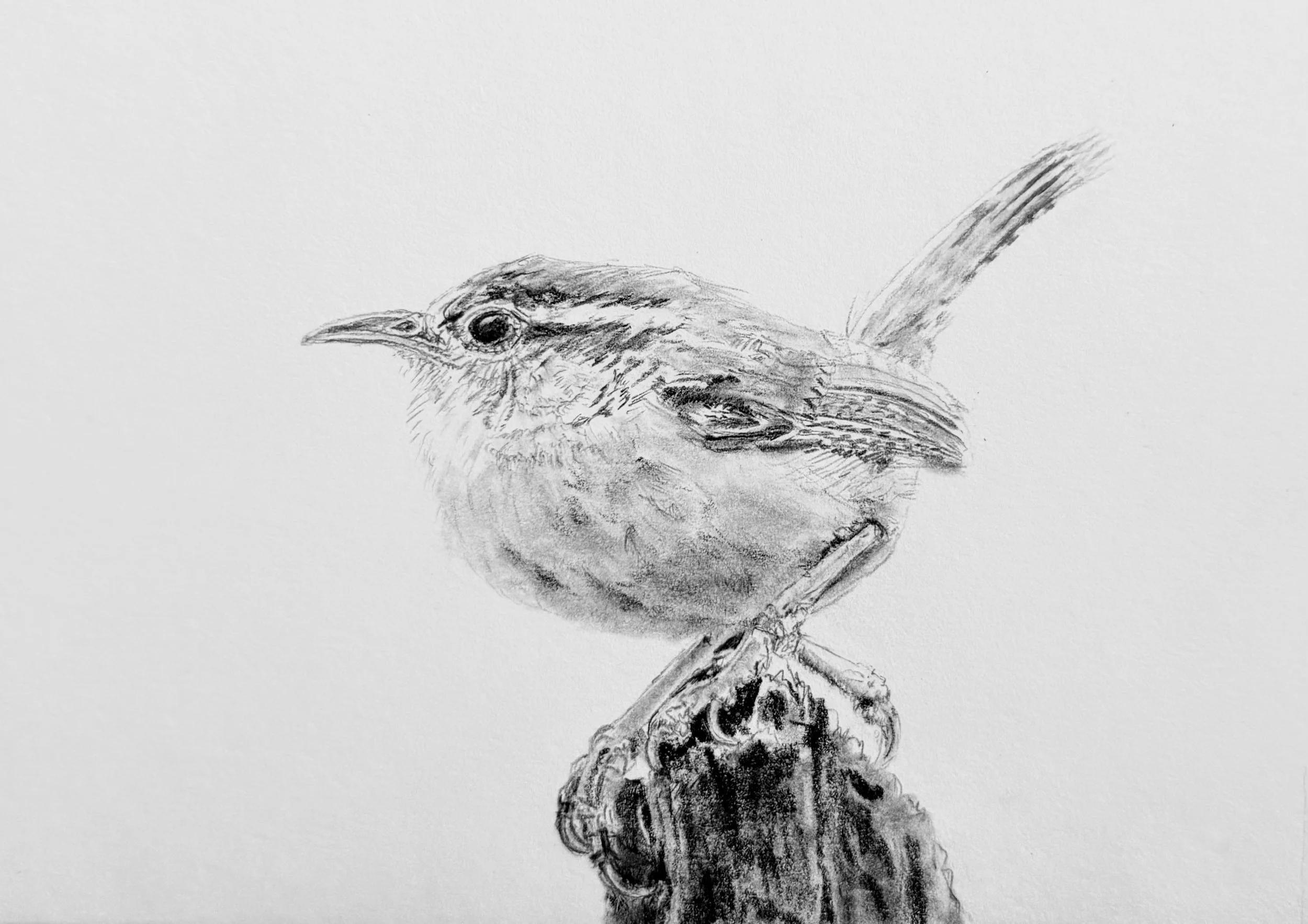 Carolina Wren; 2025