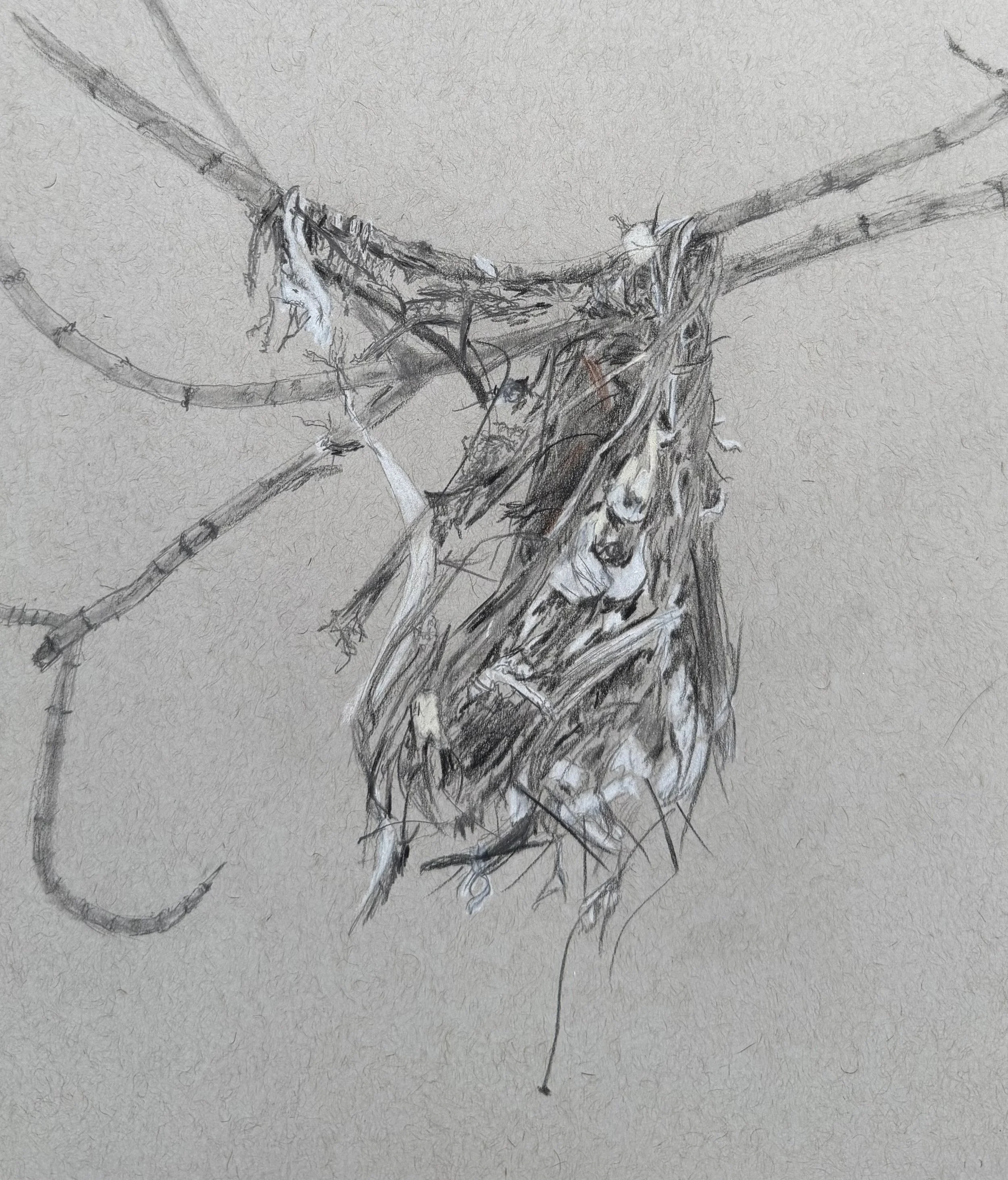 Abandoned Nest Again; Pencil on Toned Paper; 2026