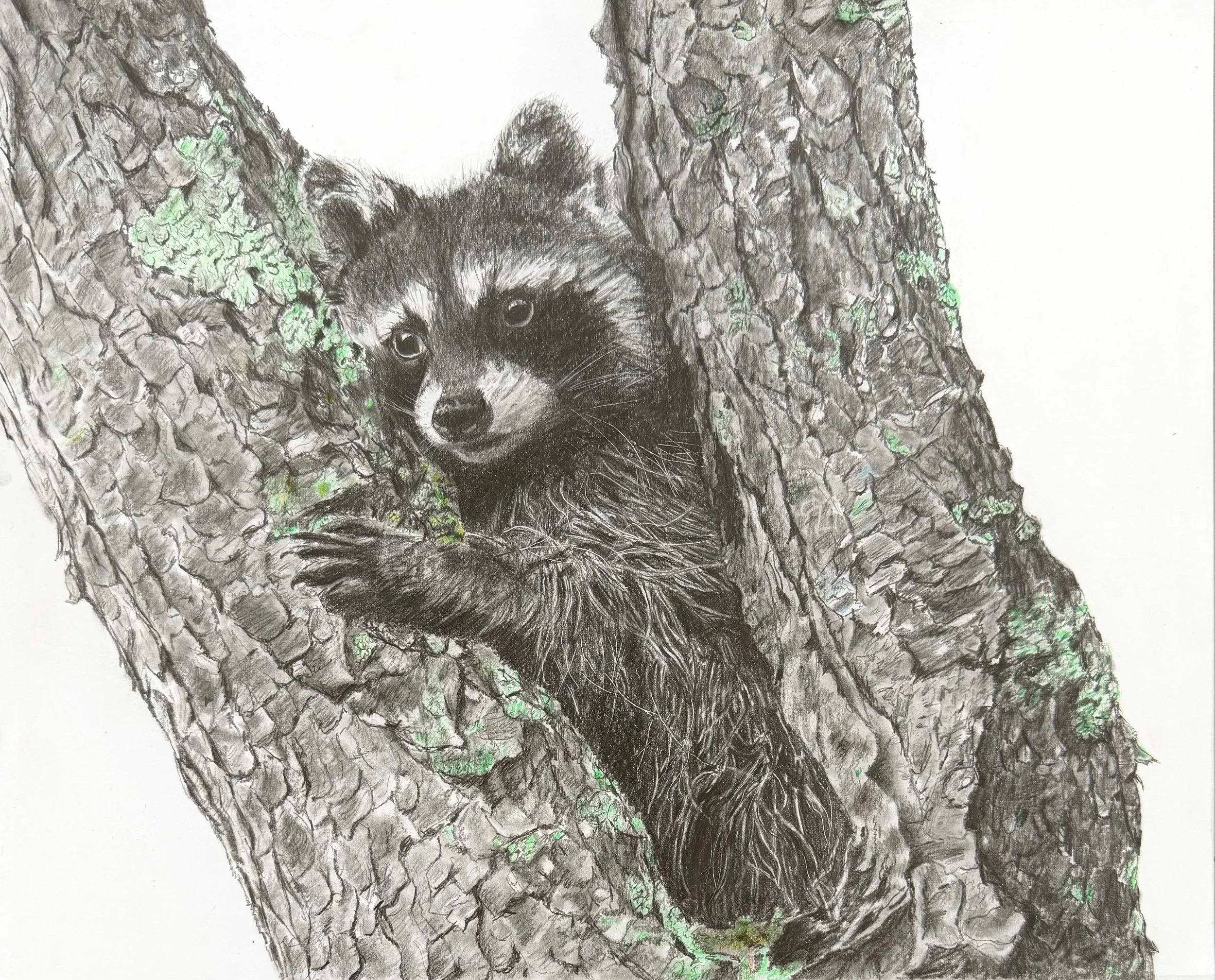 Raccoon; from a reference photo by Cheryl Patterson; 2026