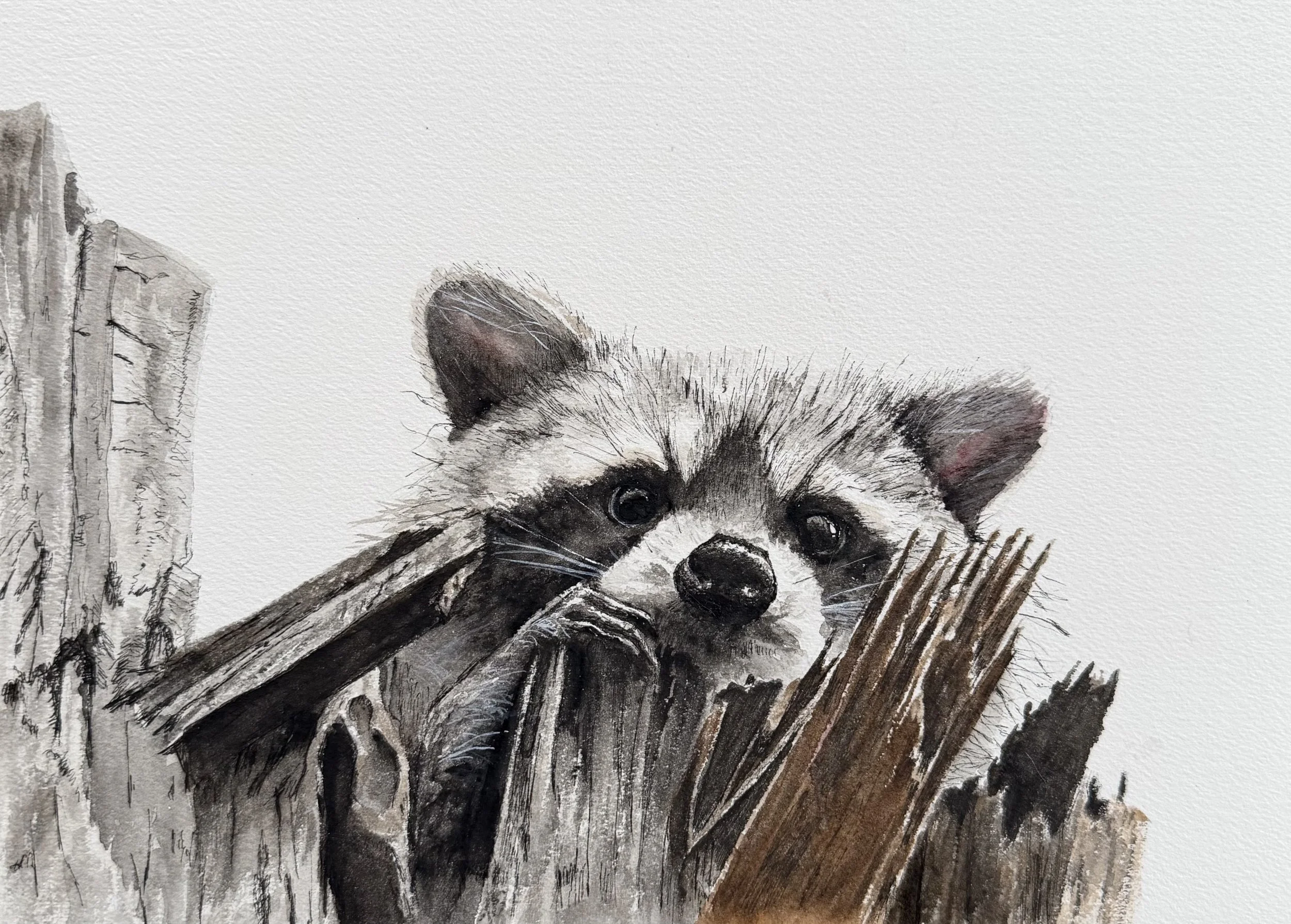 Raccoon; 2026