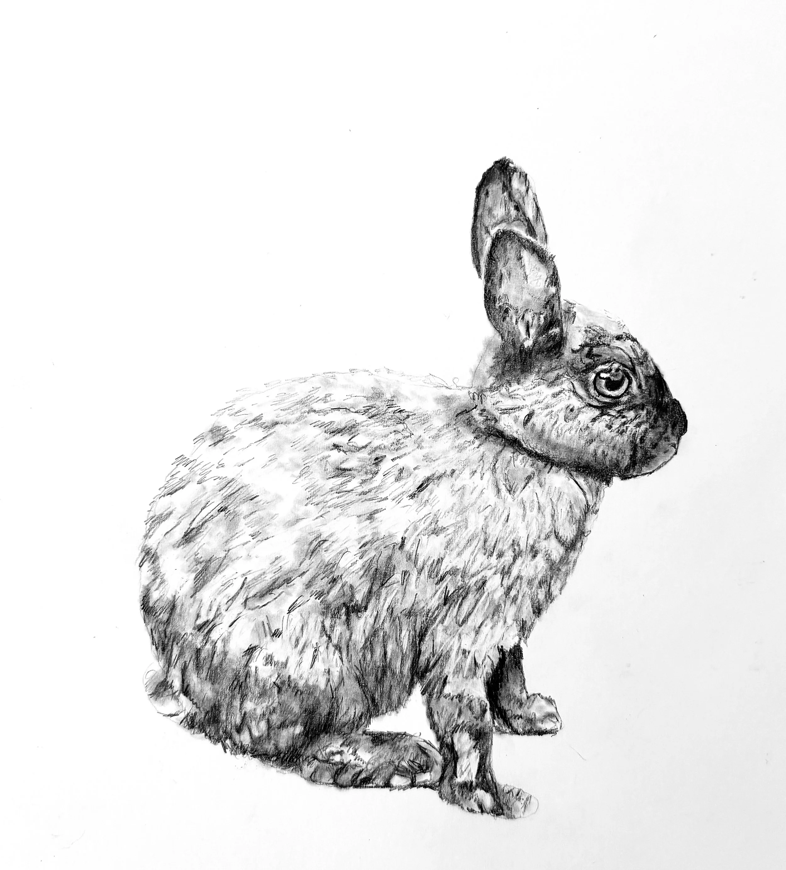 Oregon Beach Hare; 2026